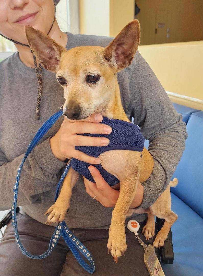 Ralphie, a Adoptable mixed breed in Burbank, CA image 4/6