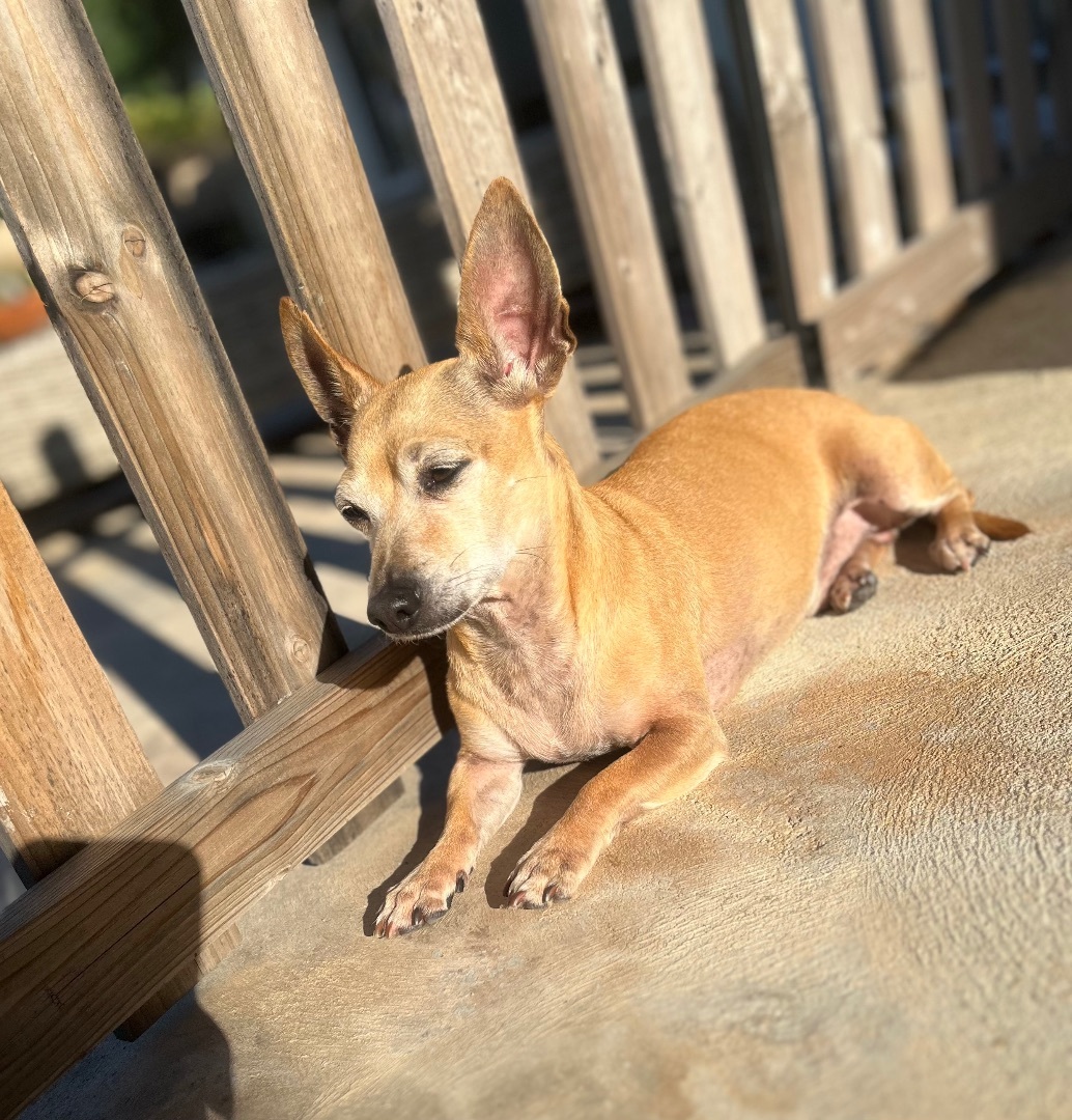 Ralphie, a Adoptable mixed breed in Burbank, CA image 5/6