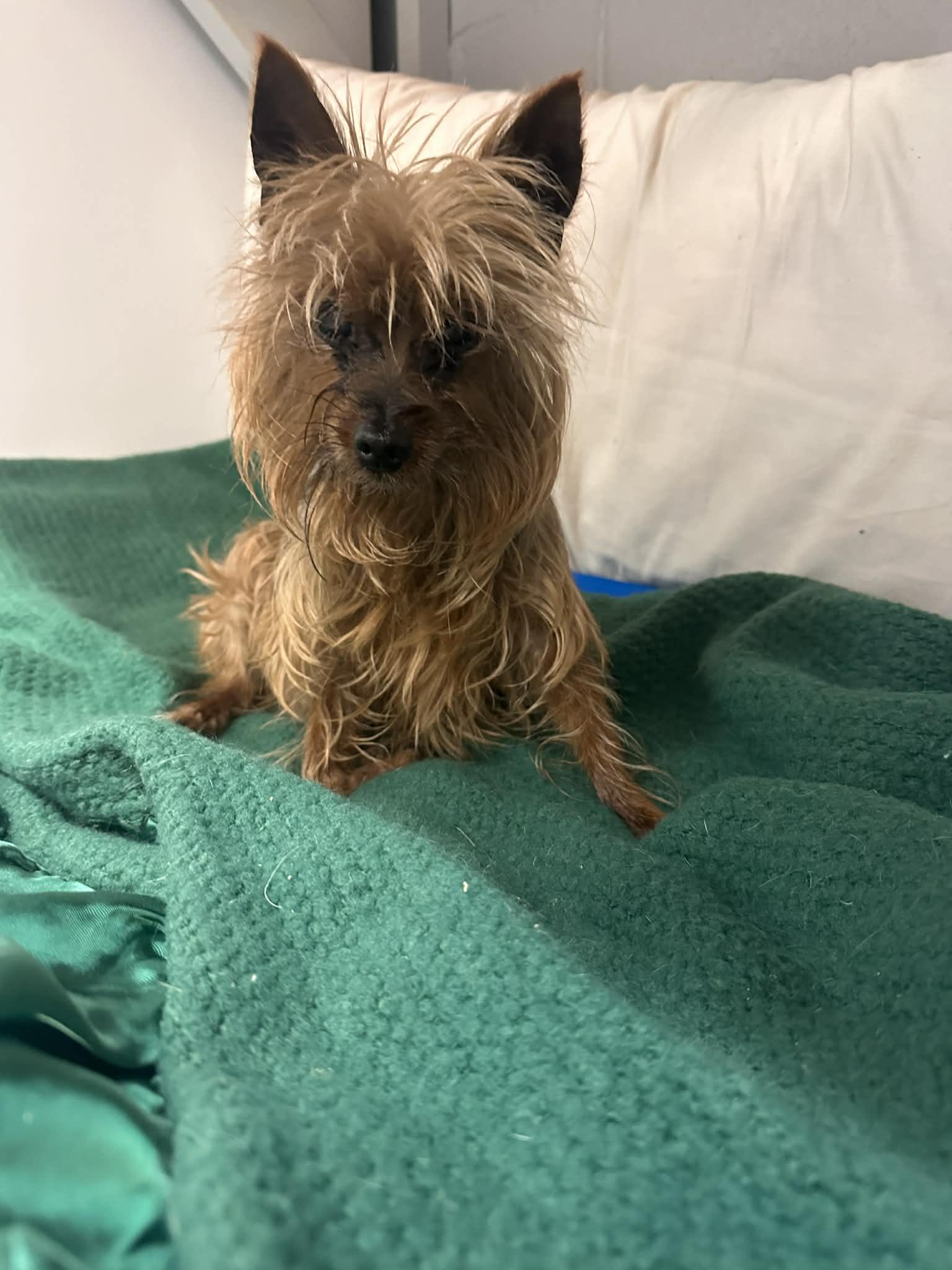 Lola, adopted, Senior Female Yorkshire Terrier.