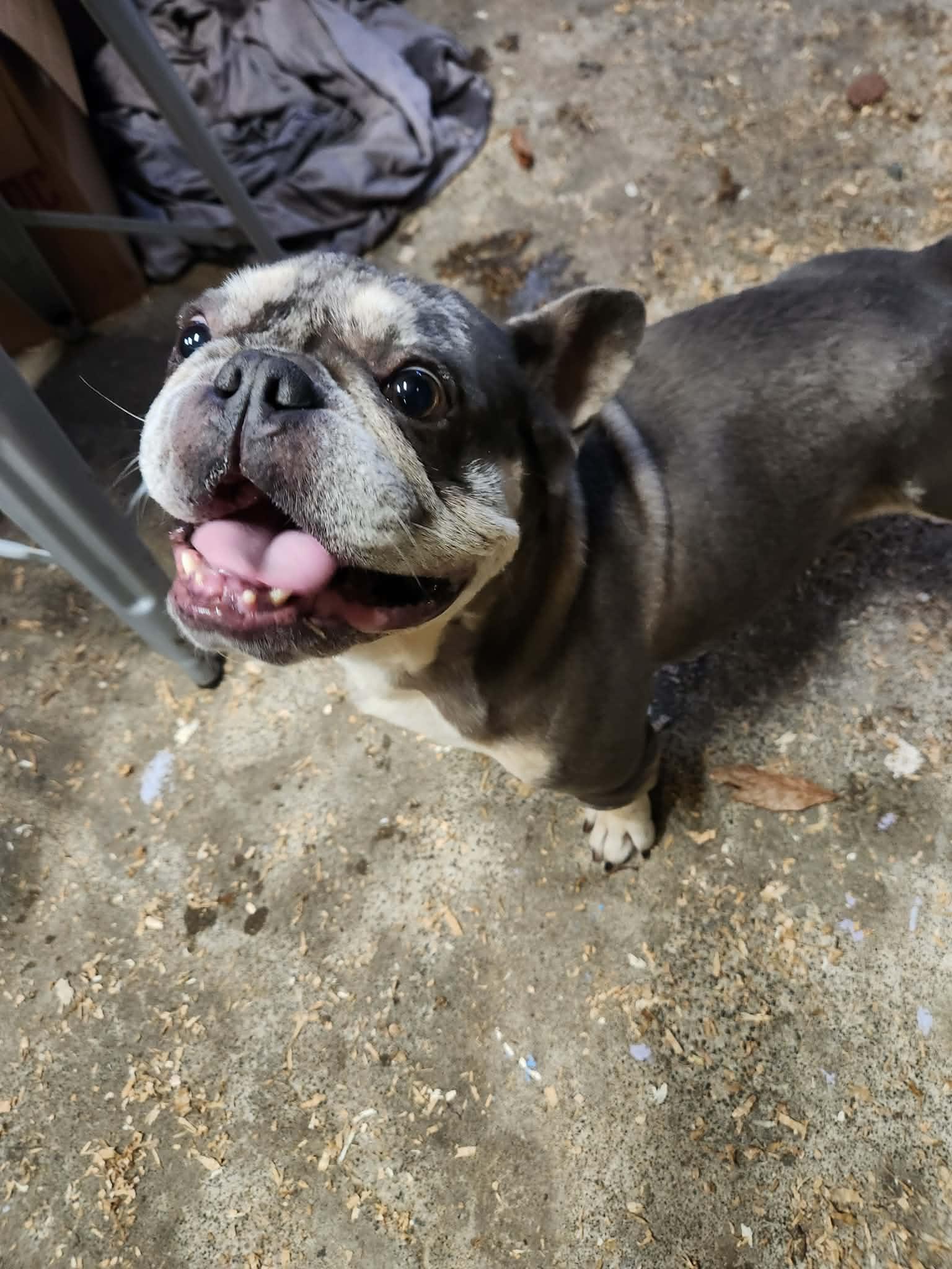 Marshall, a Adoptable mixed breed in Burlington, WA image 2/6