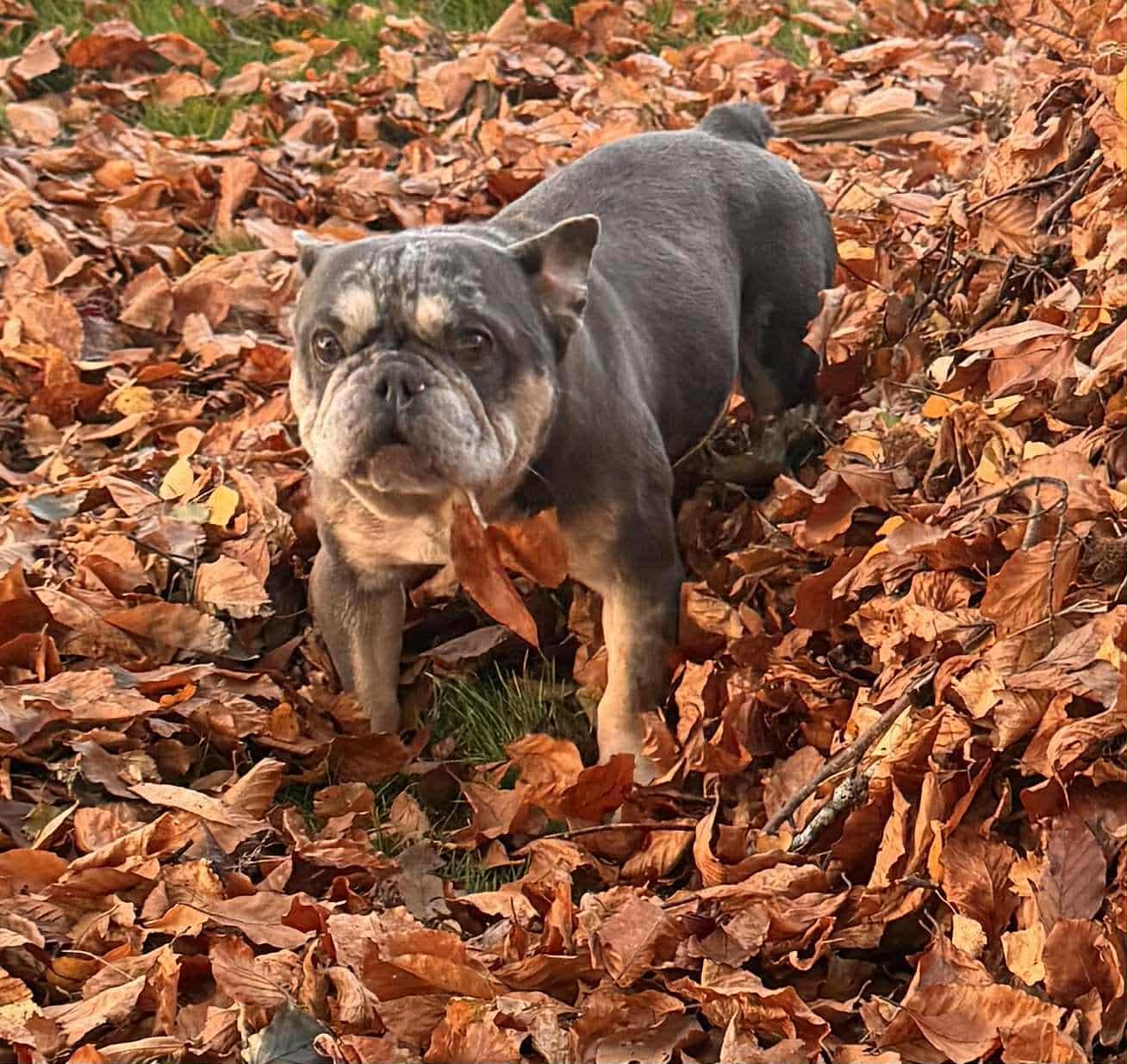 Marshall, Adoptable, Adult Male French Bulldog.