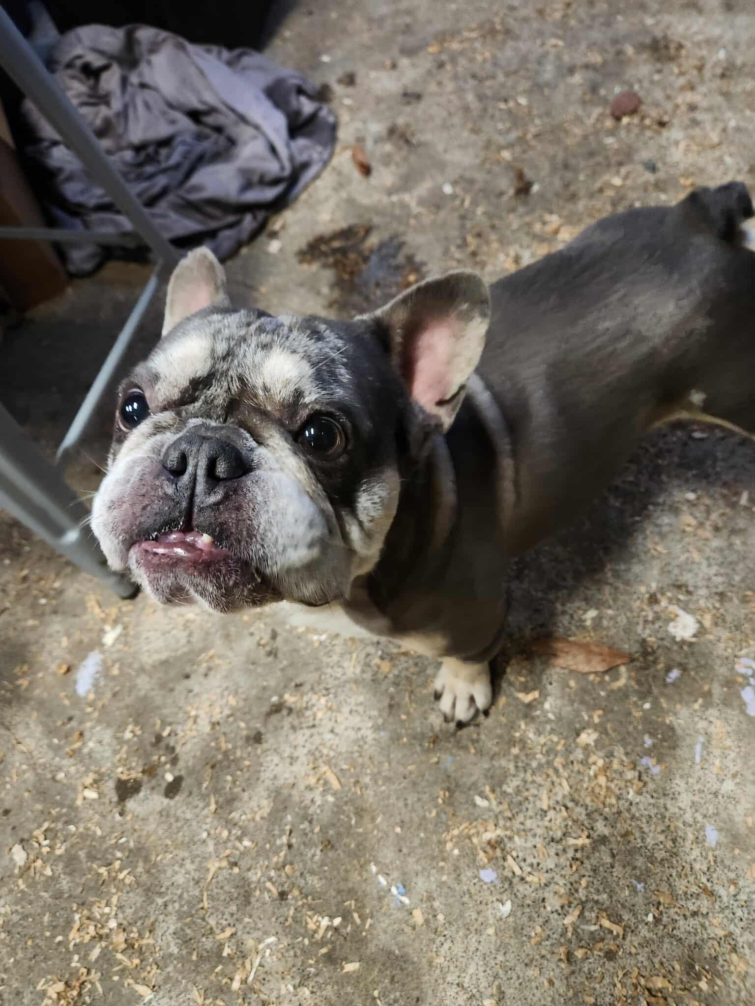 Marshall, a Adoptable mixed breed in Burlington, WA image 4/6
