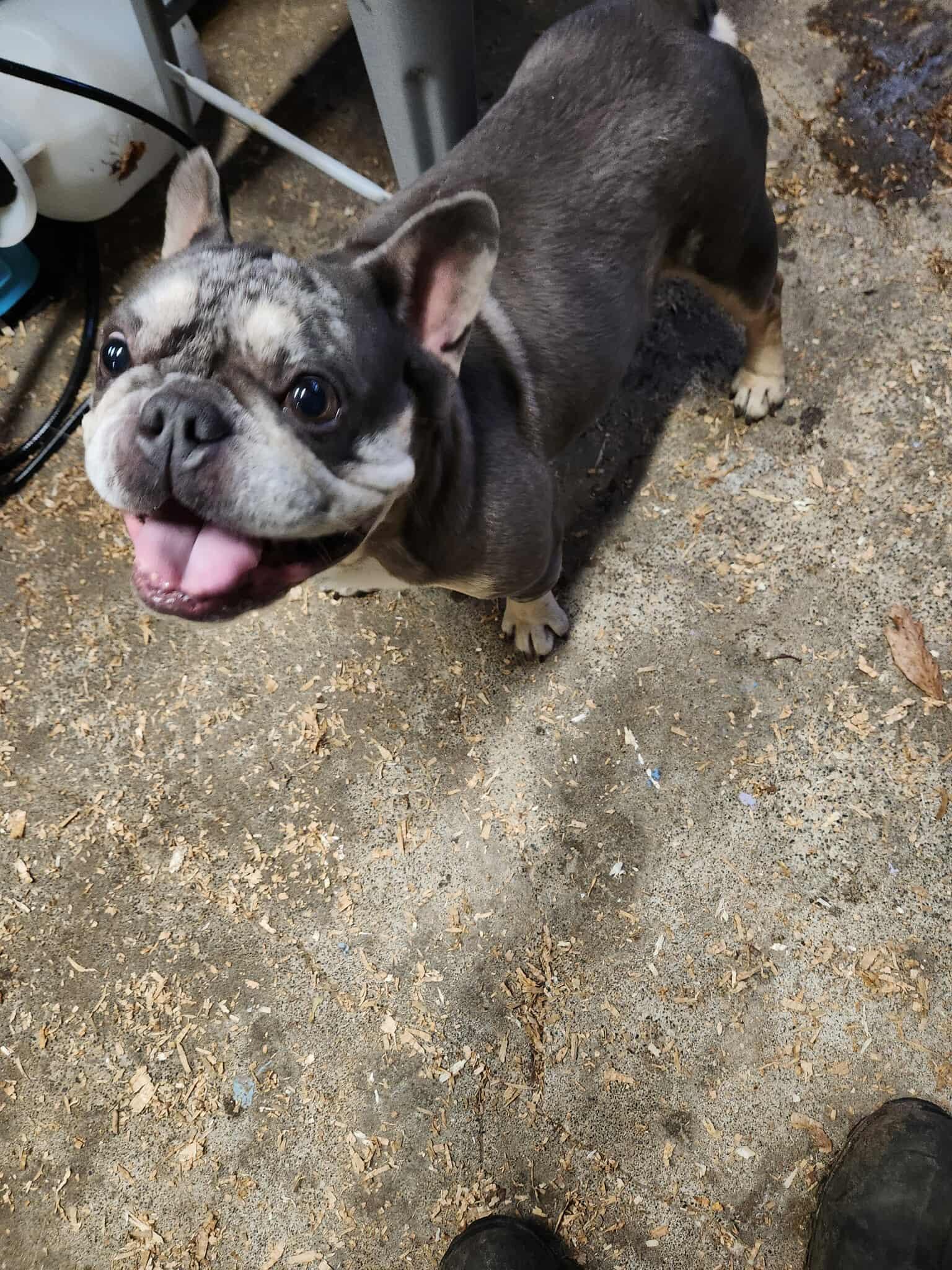 Marshall, a Adoptable mixed breed in Burlington, WA image 5/6