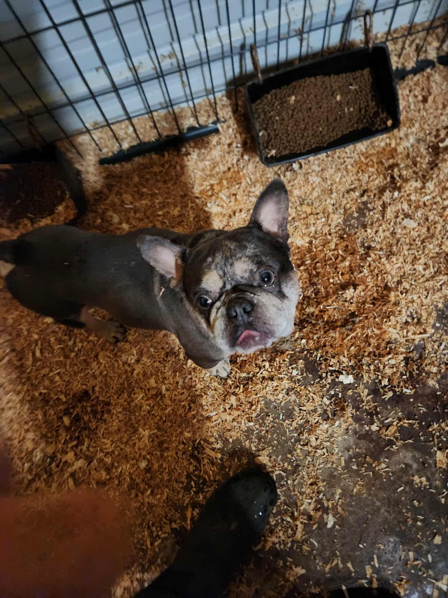 Marshall, a Adoptable mixed breed in Burlington, WA image 6/6