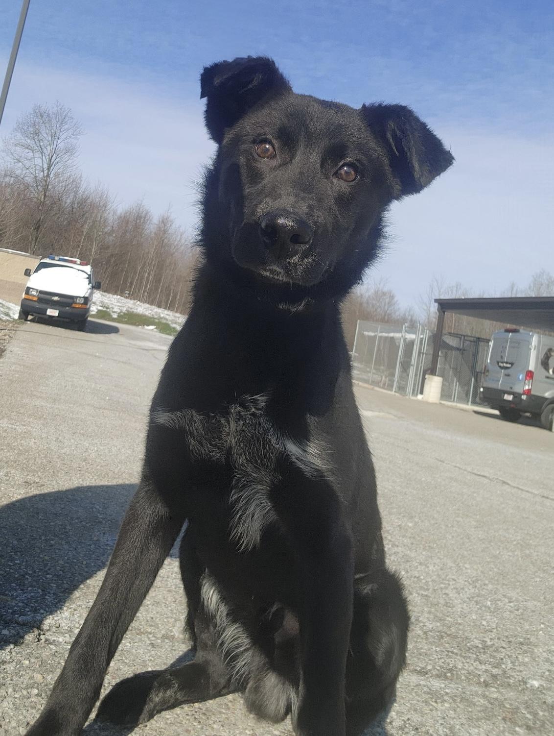 Tucker, adopted, Adult Male Shepherd & Black Labrador Retriever.