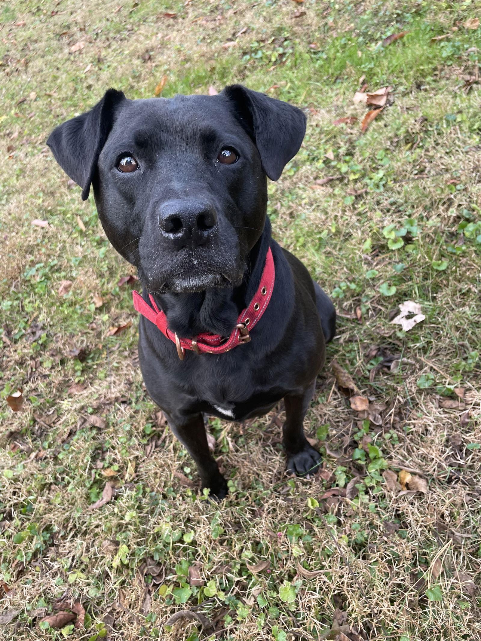 Chloe, Adoptable, Adult Female Labrador Retriever.