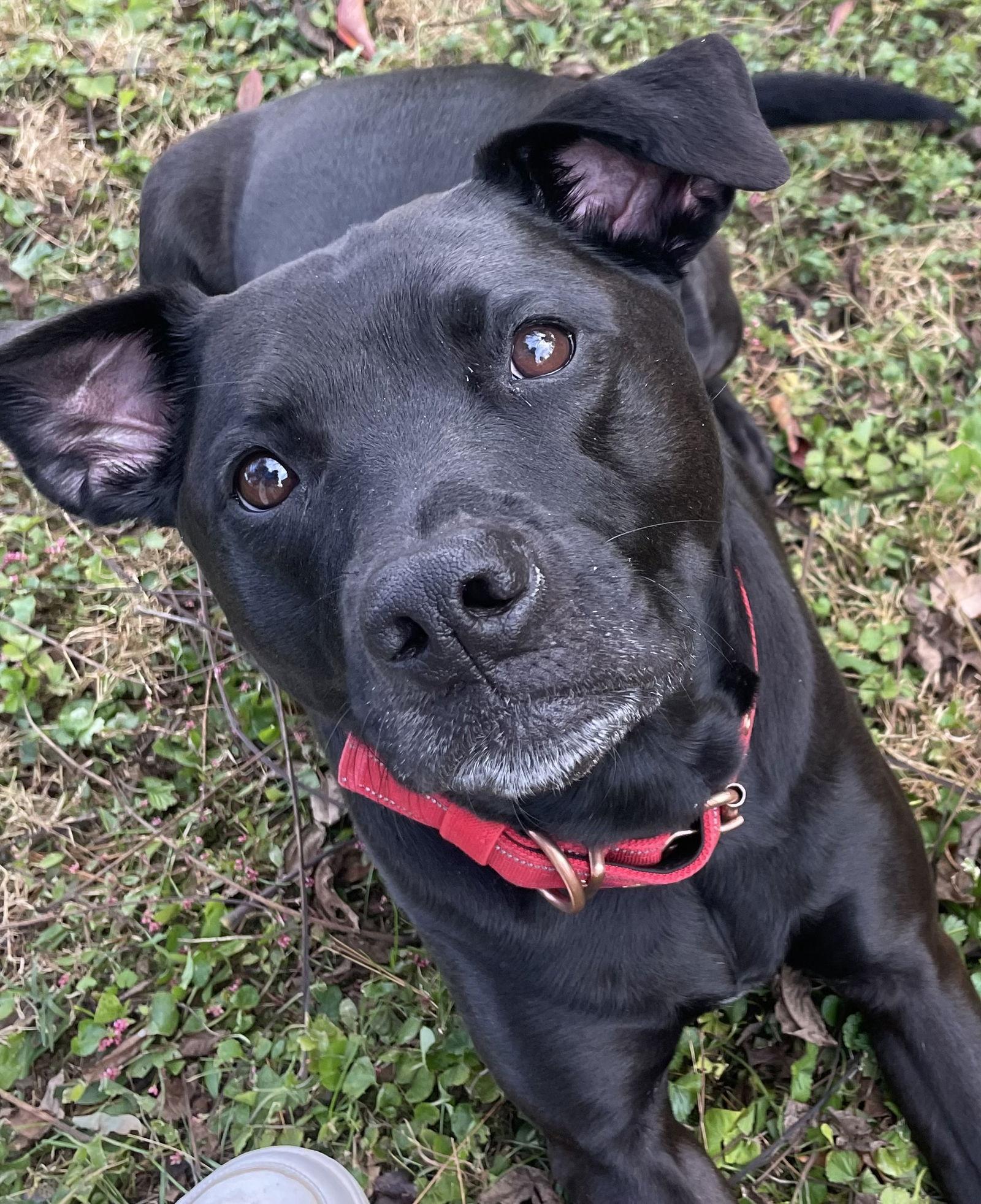 Enlarge Chloe, a Adoptable Labrador Retriever in Lutherville, MD image 2/3