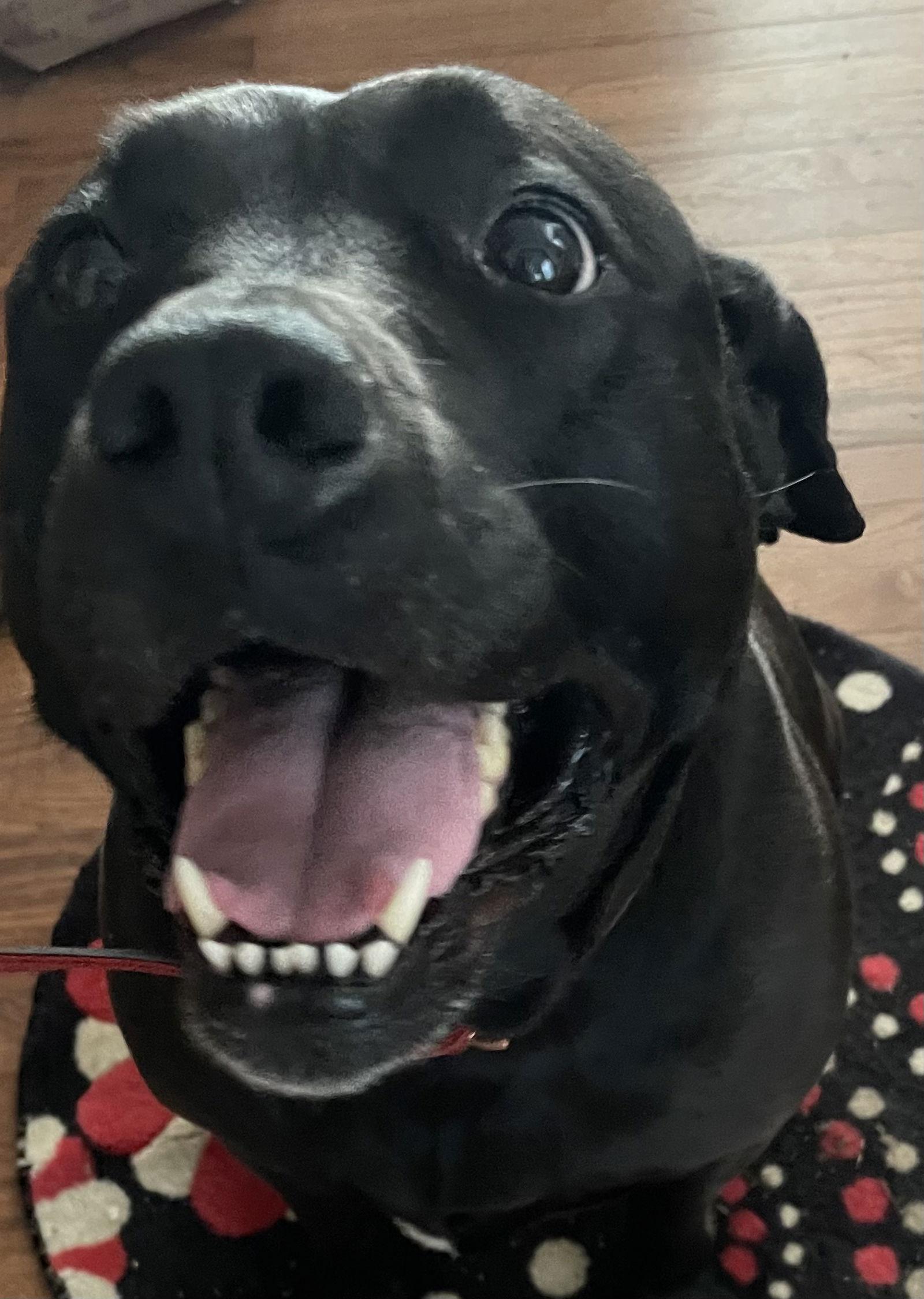 Enlarge Chloe, a Adoptable Labrador Retriever in Lutherville, MD image 3/3