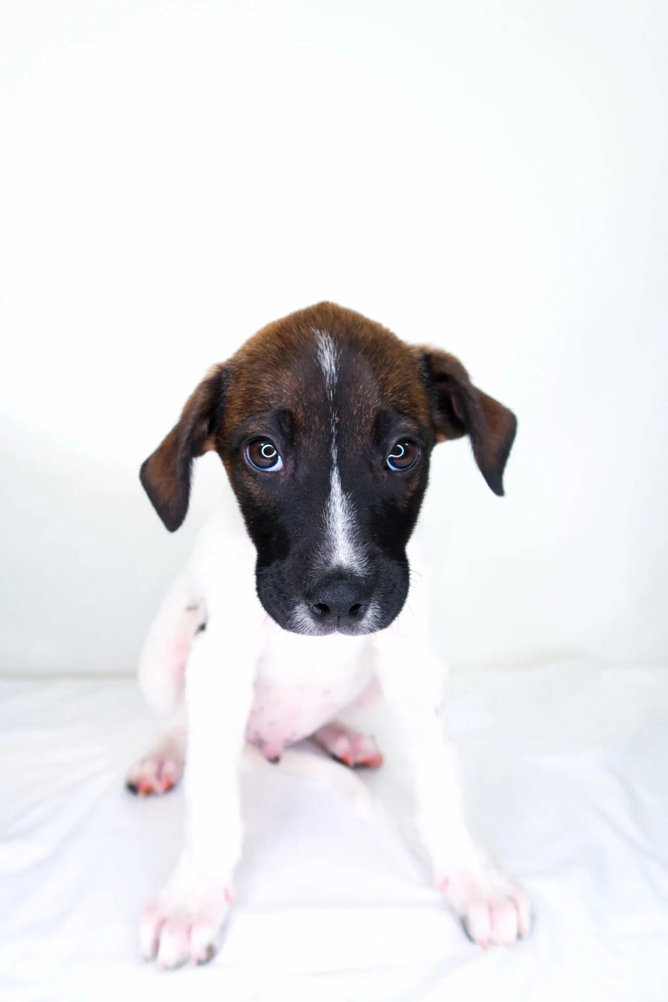 Enlarge Webber, a Adoptable mixed breed in Bixby, OK image 1/5