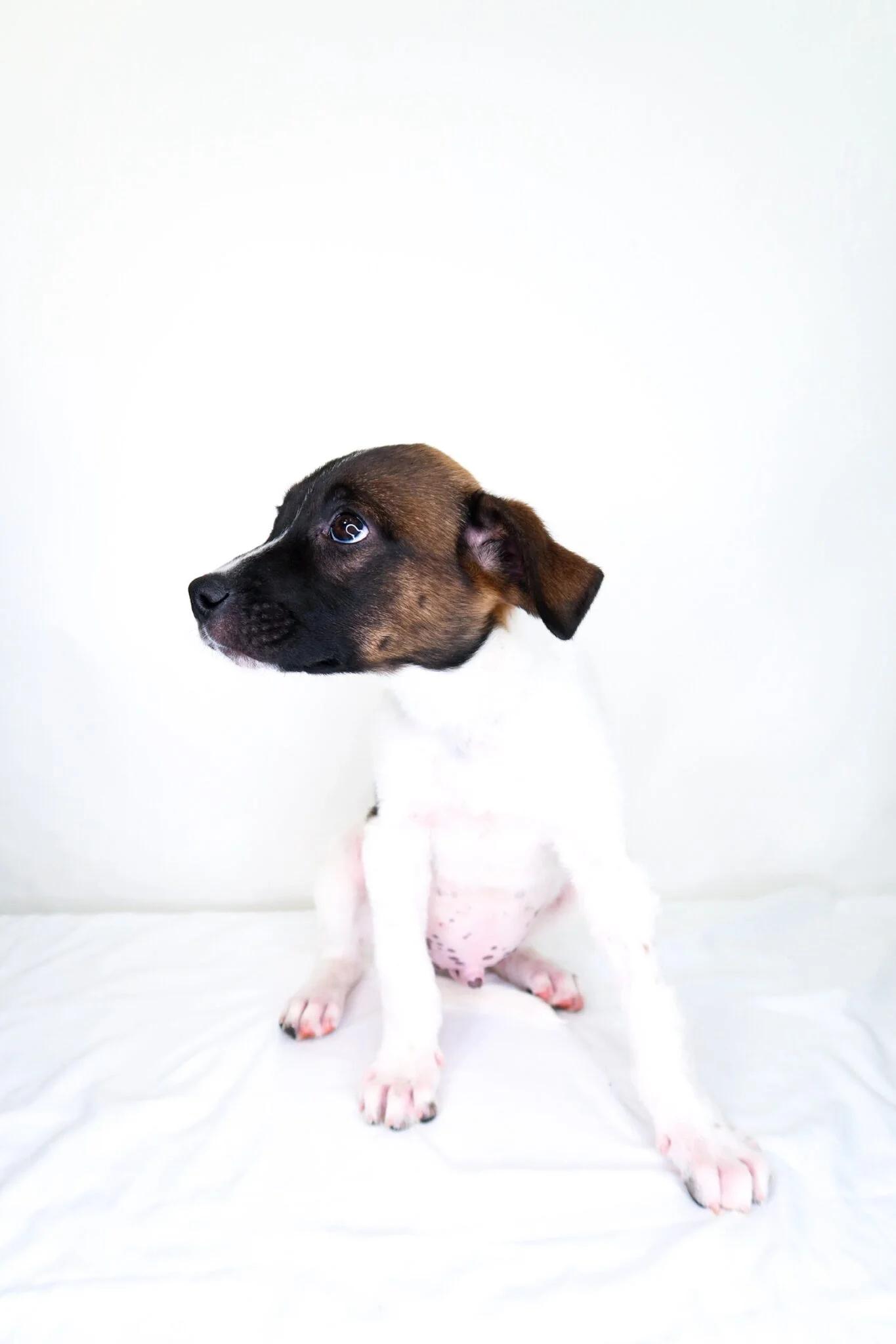 Enlarge Webber, a Adoptable mixed breed in Bixby, OK image 5/5
