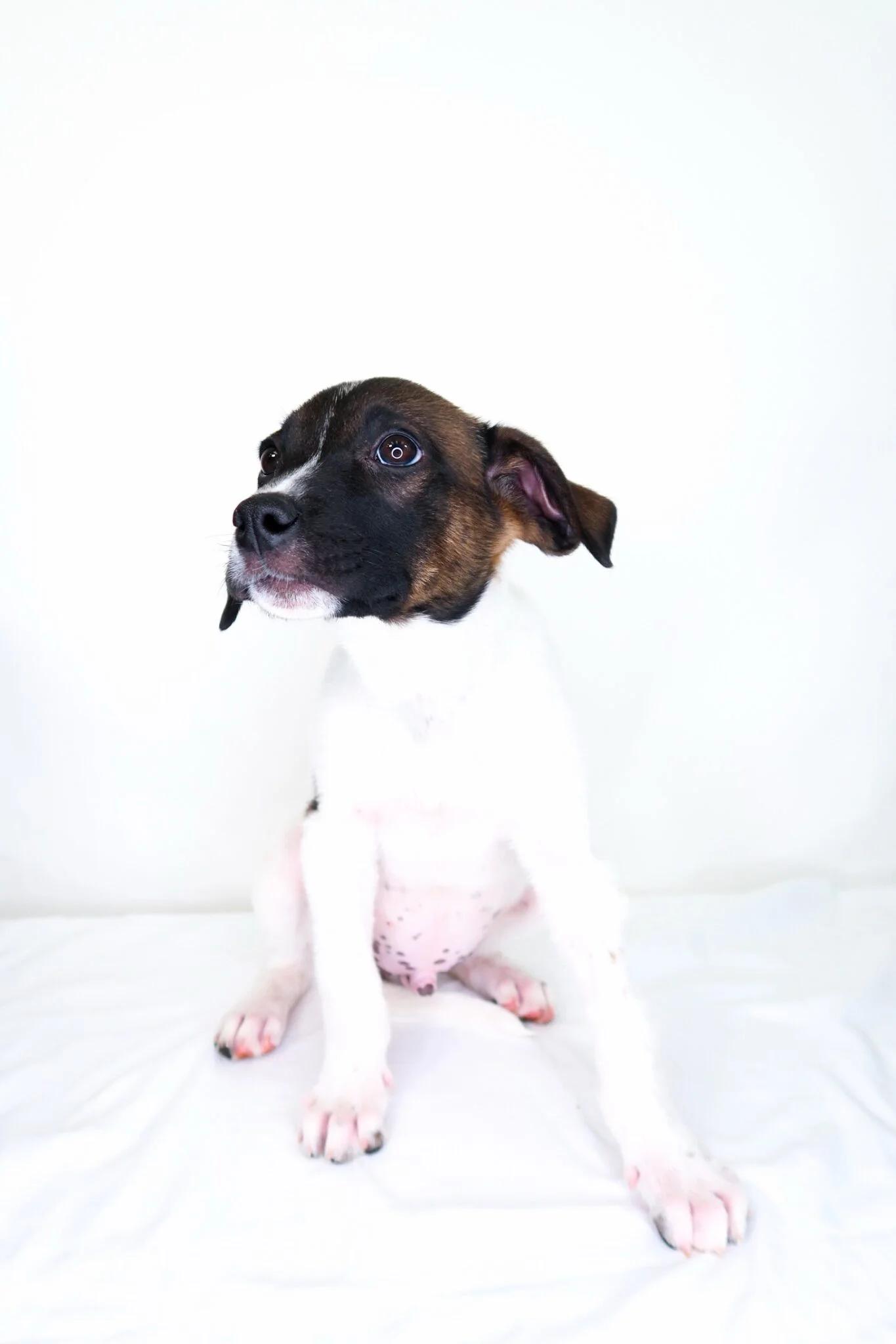 Enlarge Webber, a Adoptable mixed breed in Bixby, OK image 4/5