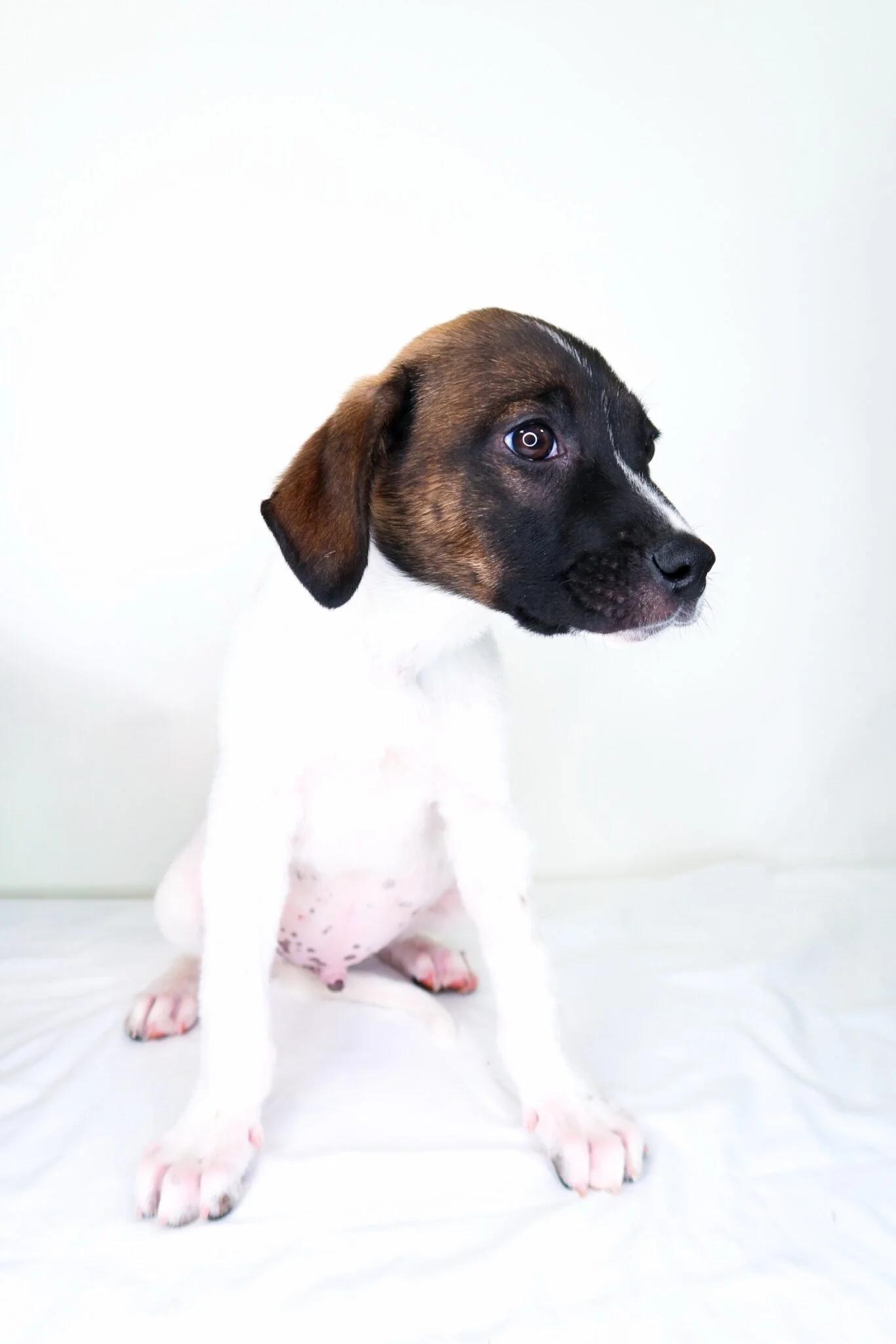 Enlarge Webber, a Adoptable mixed breed in Bixby, OK image 3/5