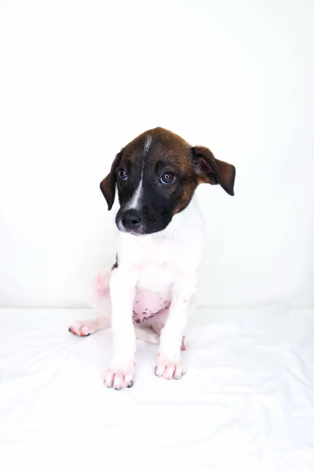 Enlarge Webber, a Adoptable mixed breed in Bixby, OK image 2/5