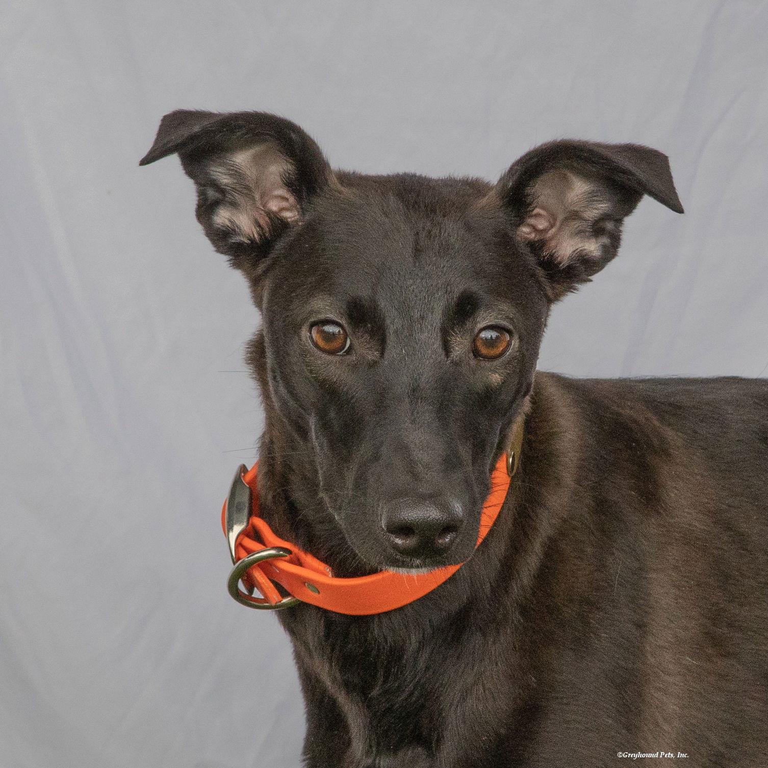 Olive, Adoptable, Young Female Whippet.