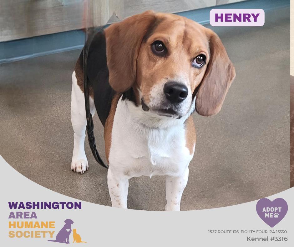 Enlarge Henry, a ADOPTABLE mixed breed in Eighty Four, PA image 1/1