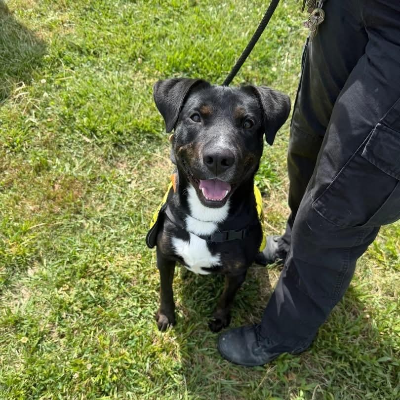 Enlarge Bandit, a Adoptable mixed breed in Tullahoma, TN image 3/3