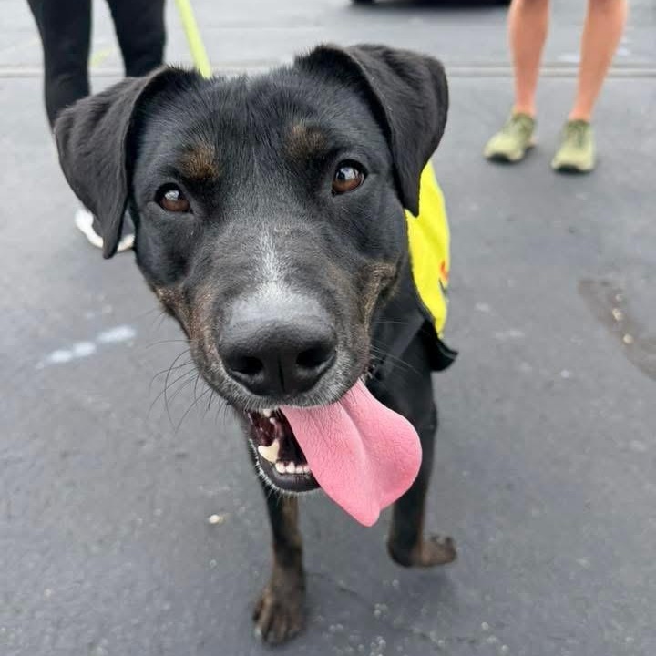 Enlarge Bandit, a Adoptable mixed breed in Tullahoma, TN image 1/3