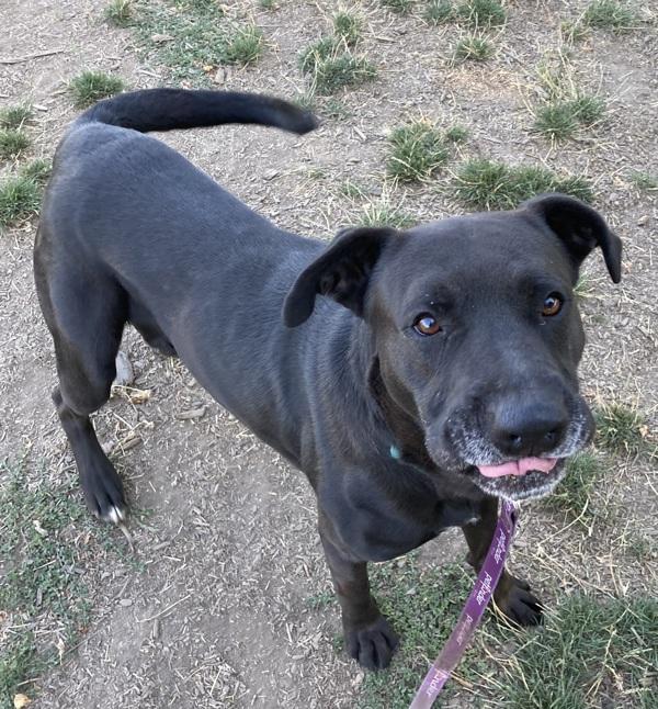 Enlarge Anubis, a Adoptable mixed breed in Salem, OR image 4/6
