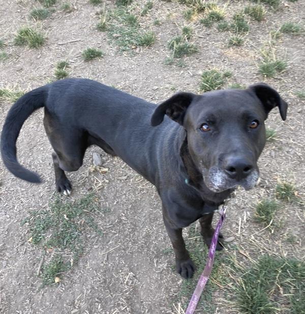 Enlarge Anubis, a Adoptable mixed breed in Salem, OR image 5/6