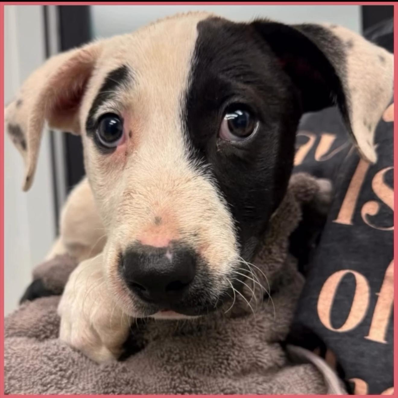 Enlarge PUPPIES, a Adoptable Mixed Breed in Wilsall, MT image 2/2