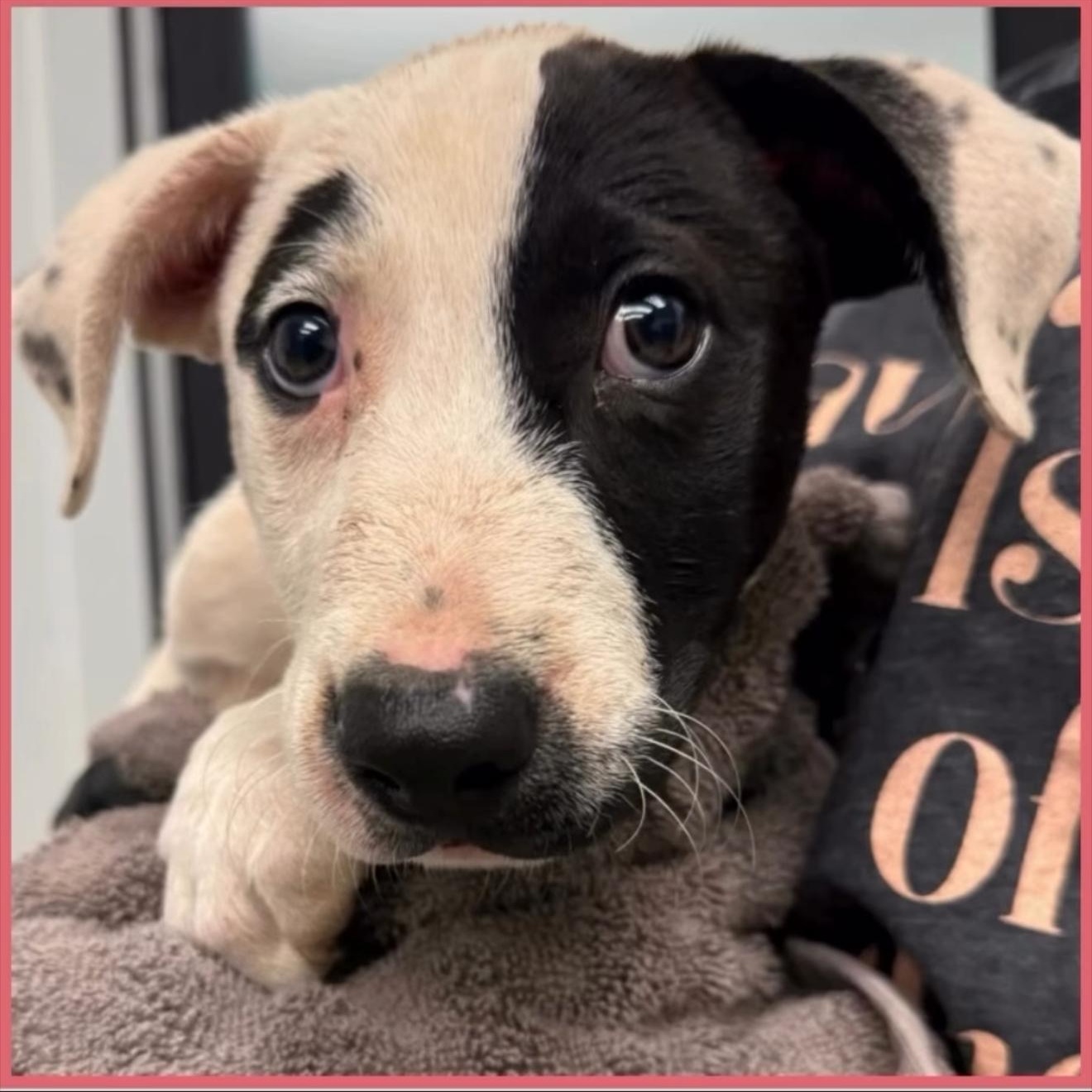 Enlarge PUPPIES, a Adoptable Mixed Breed in Wilsall, MT image 3/4