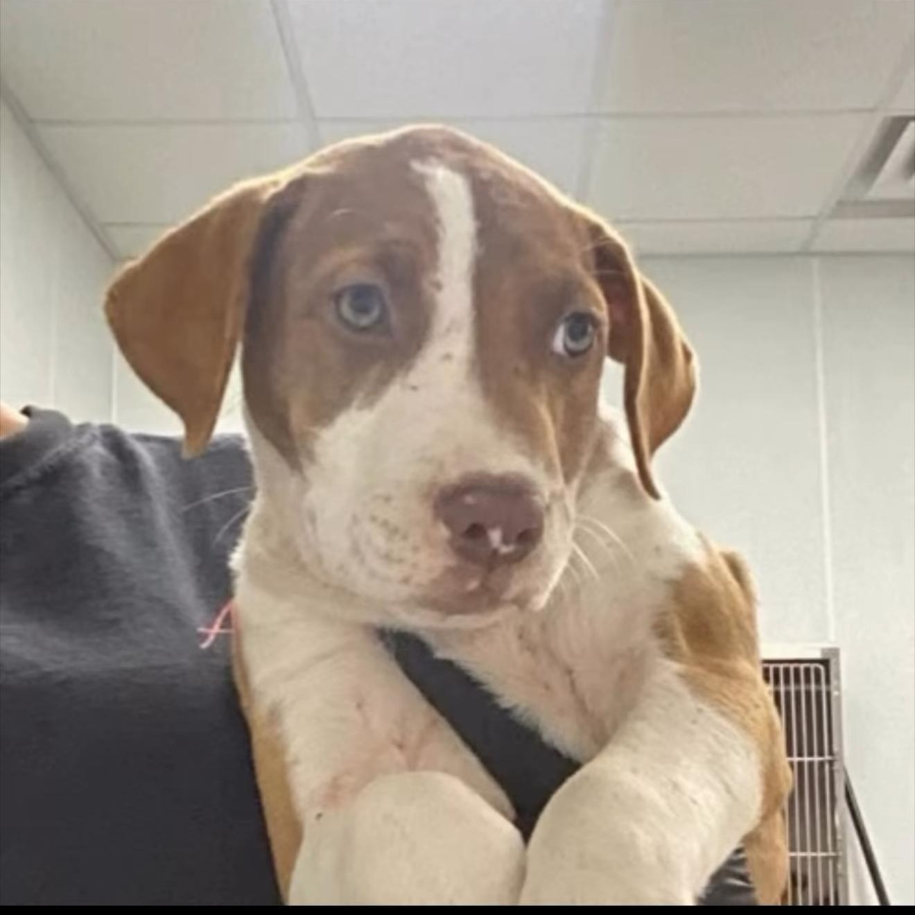 PUPPIES, Adoptable, Puppy Female Mixed Breed.
