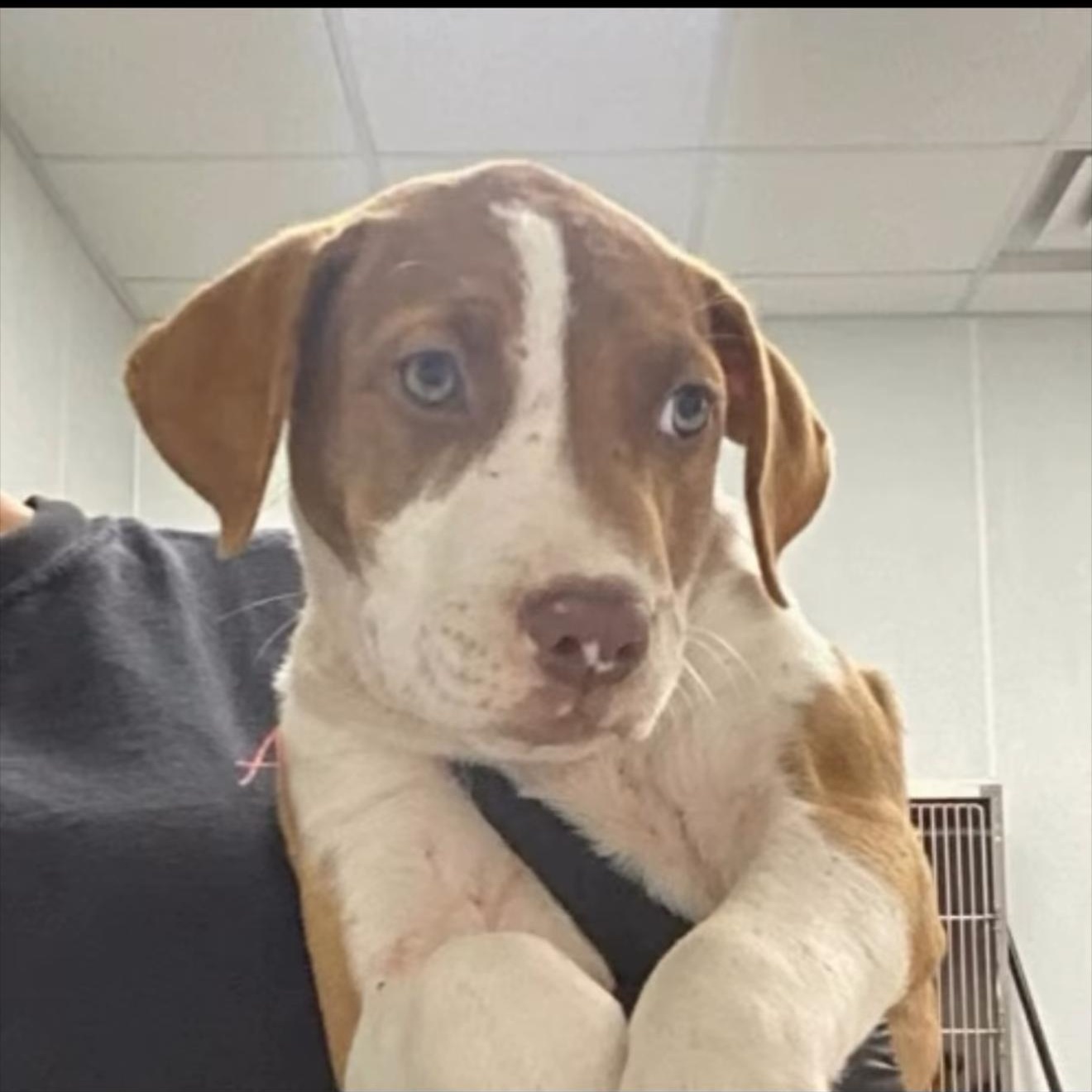 Enlarge PUPPIES, a Adoptable Mixed Breed in Wilsall, MT image 2/4