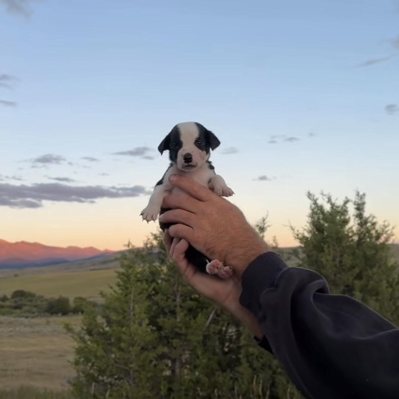 Enlarge PUPPIES, a Adoptable Mixed Breed in Wilsall, MT image 4/4