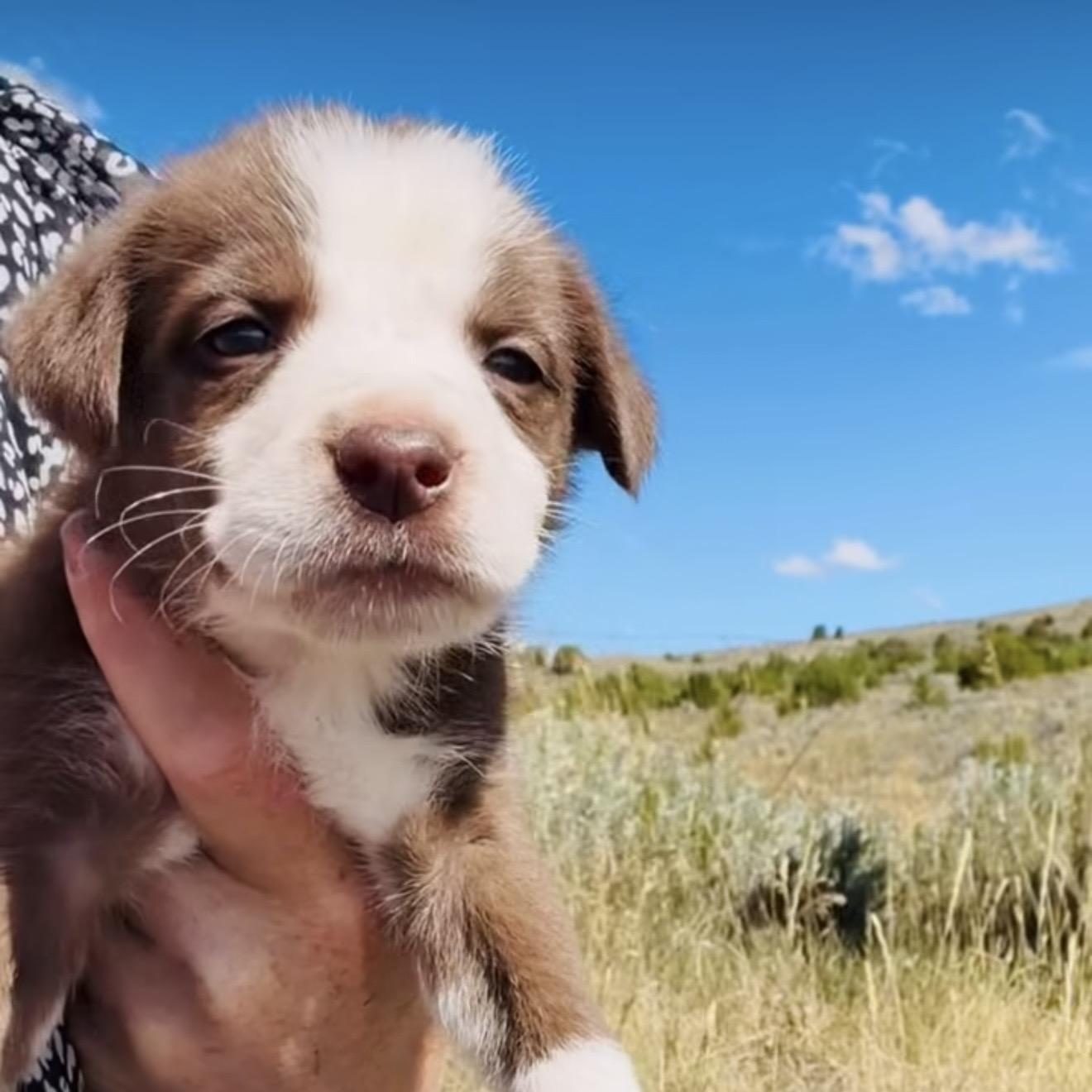 PUPPIES, Adoptable, Puppy Female Mixed Breed.