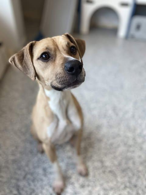 Enlarge Jeb, a Adoptable mixed breed in Watertown, WI image 4/6