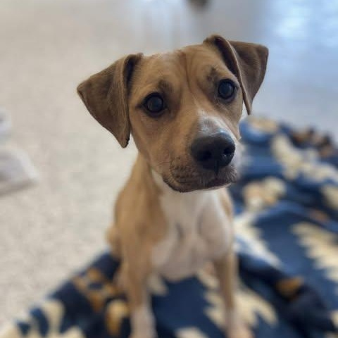 Enlarge Jeb, a Adoptable mixed breed in Watertown, WI image 3/6