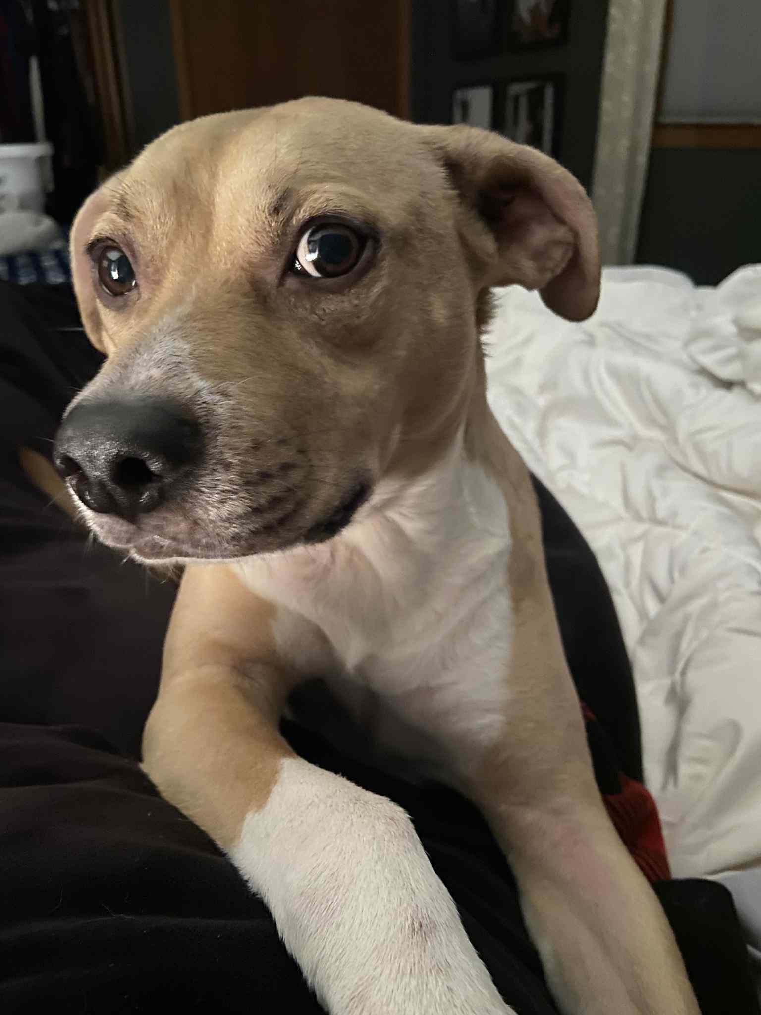 Enlarge Jeb, a Adoptable mixed breed in Watertown, WI image 2/6