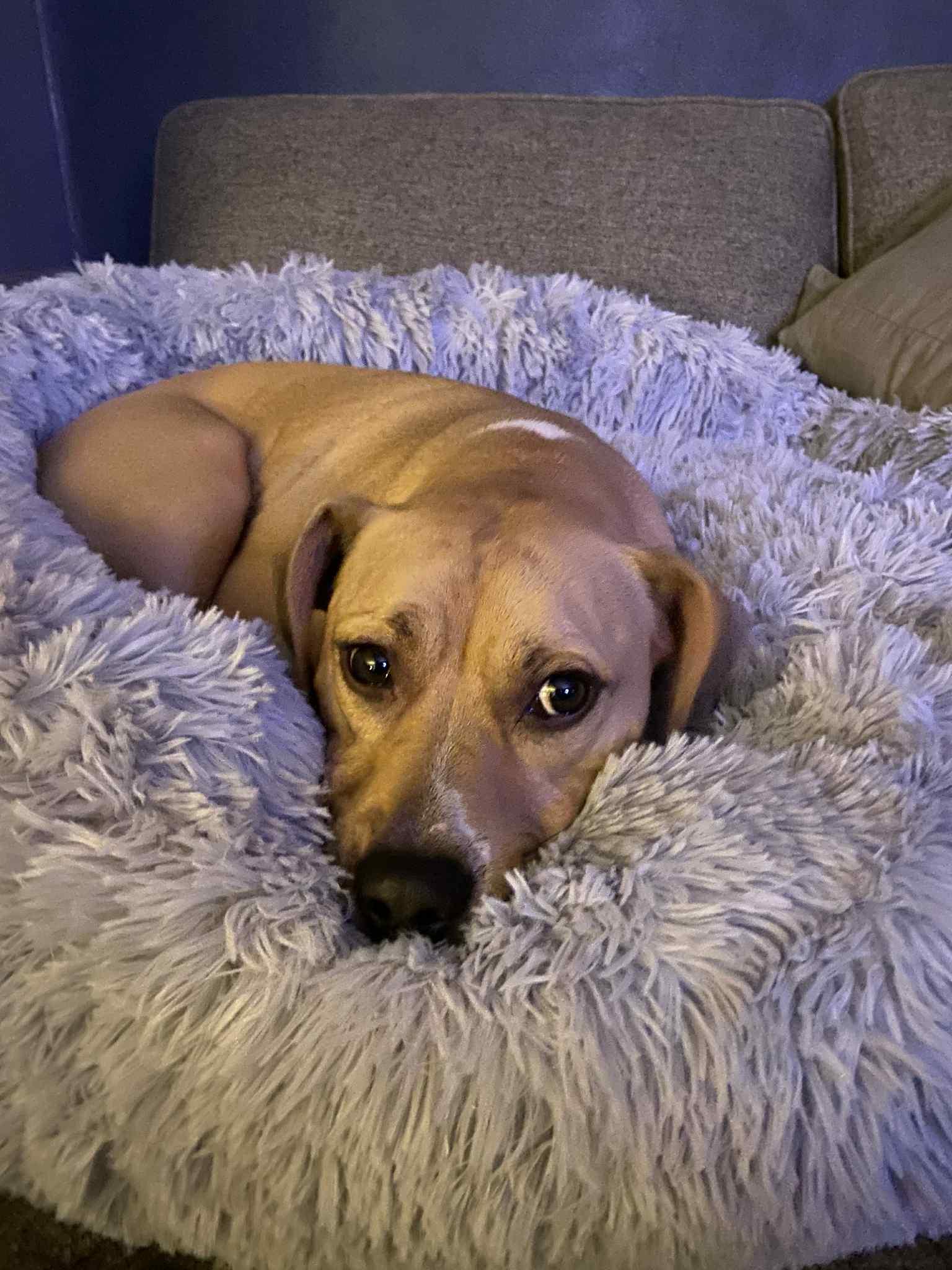 Enlarge Jeb, a Adoptable mixed breed in Watertown, WI image 3/6