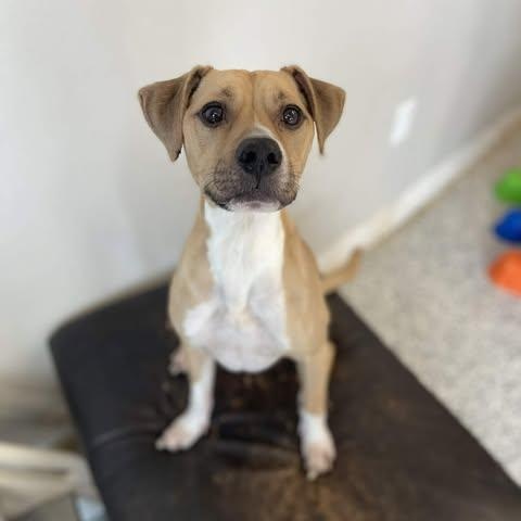 Enlarge Jeb, a Adoptable mixed breed in Watertown, WI image 1/6