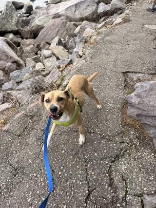 Enlarge Jeb, a Adoptable mixed breed in Watertown, WI image 4/5