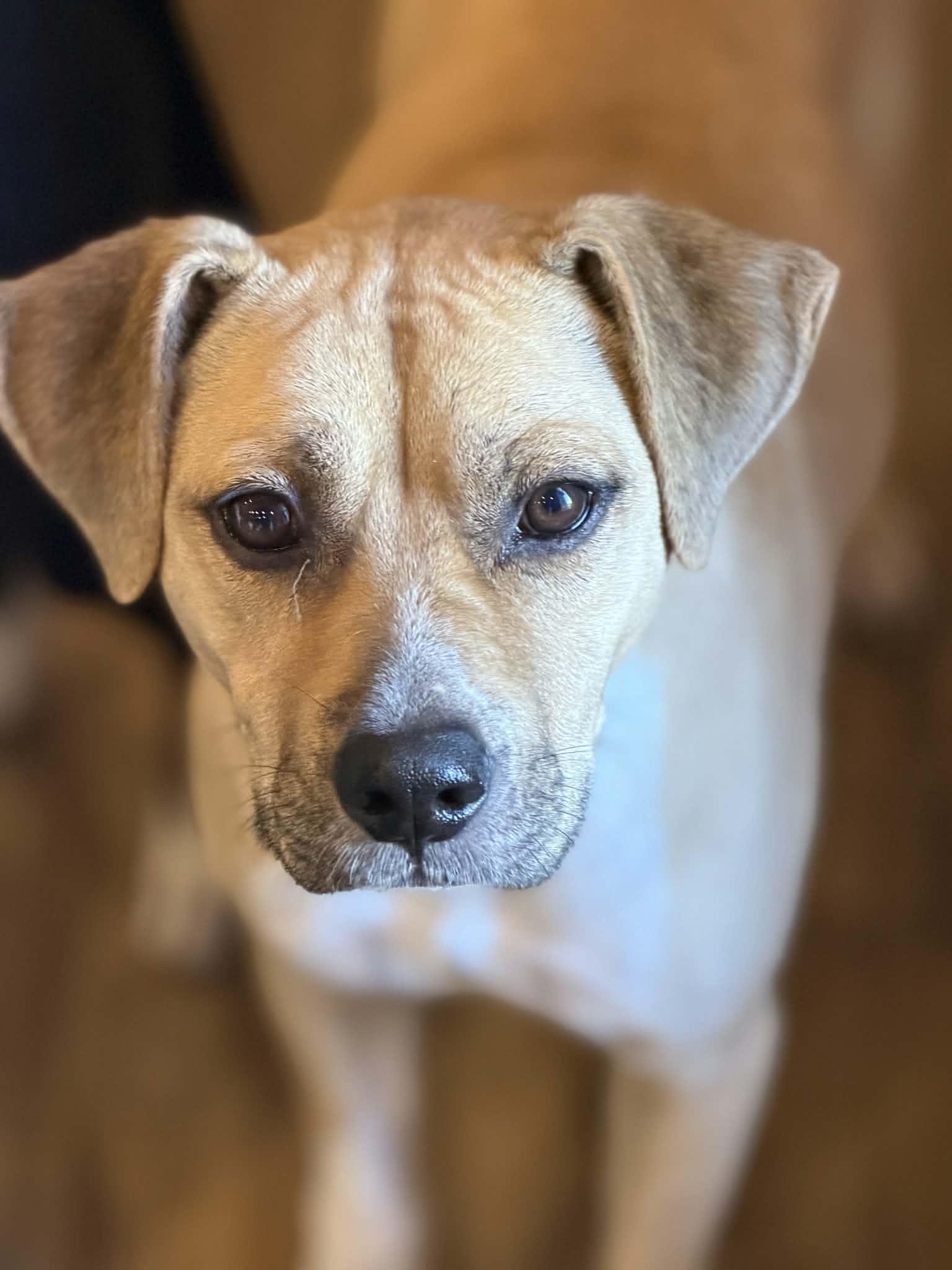 Jeb, Adoptable, Adult Male Labrador Retriever.