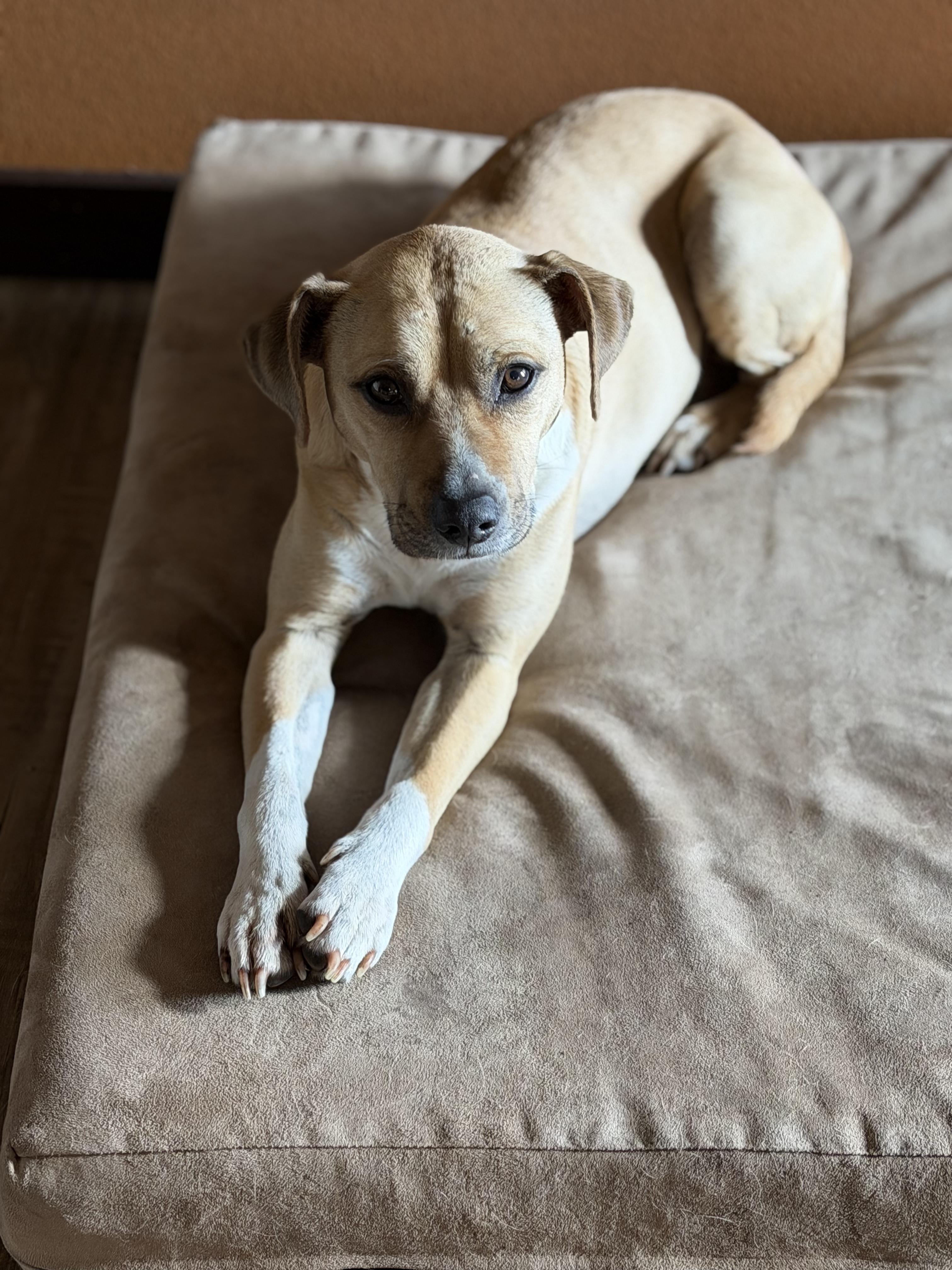 Jeb, a Adoptable mixed breed in Watertown, WI image 4/6