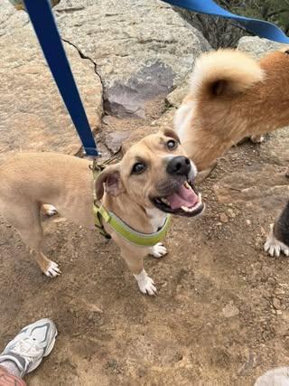 Enlarge Jeb, a Adoptable mixed breed in Watertown, WI image 3/5