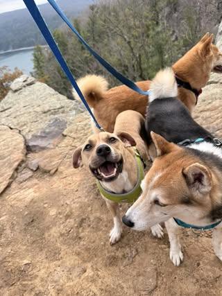 Enlarge Jeb, a Adoptable mixed breed in Watertown, WI image 5/5