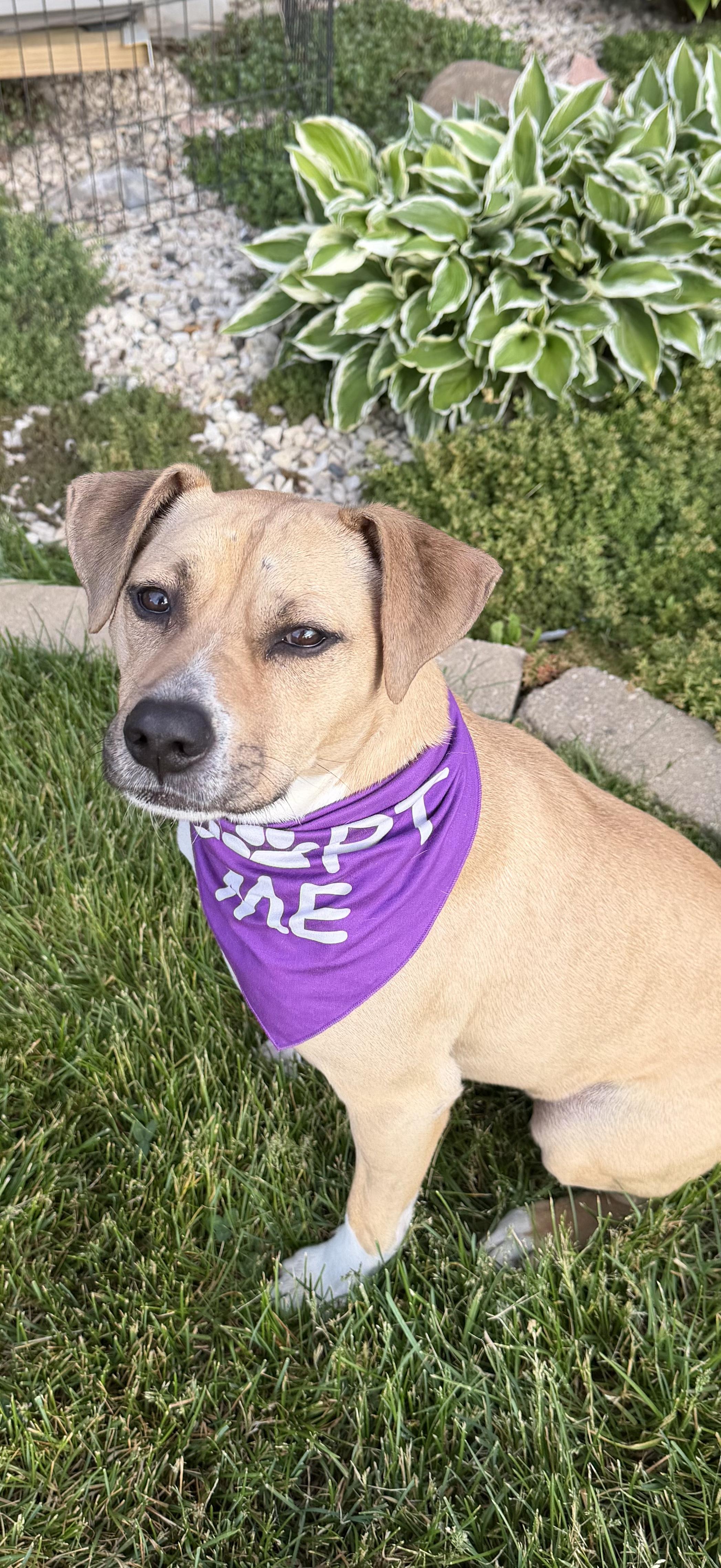 Jeb, a Adoptable mixed breed in Watertown, WI image 3/6