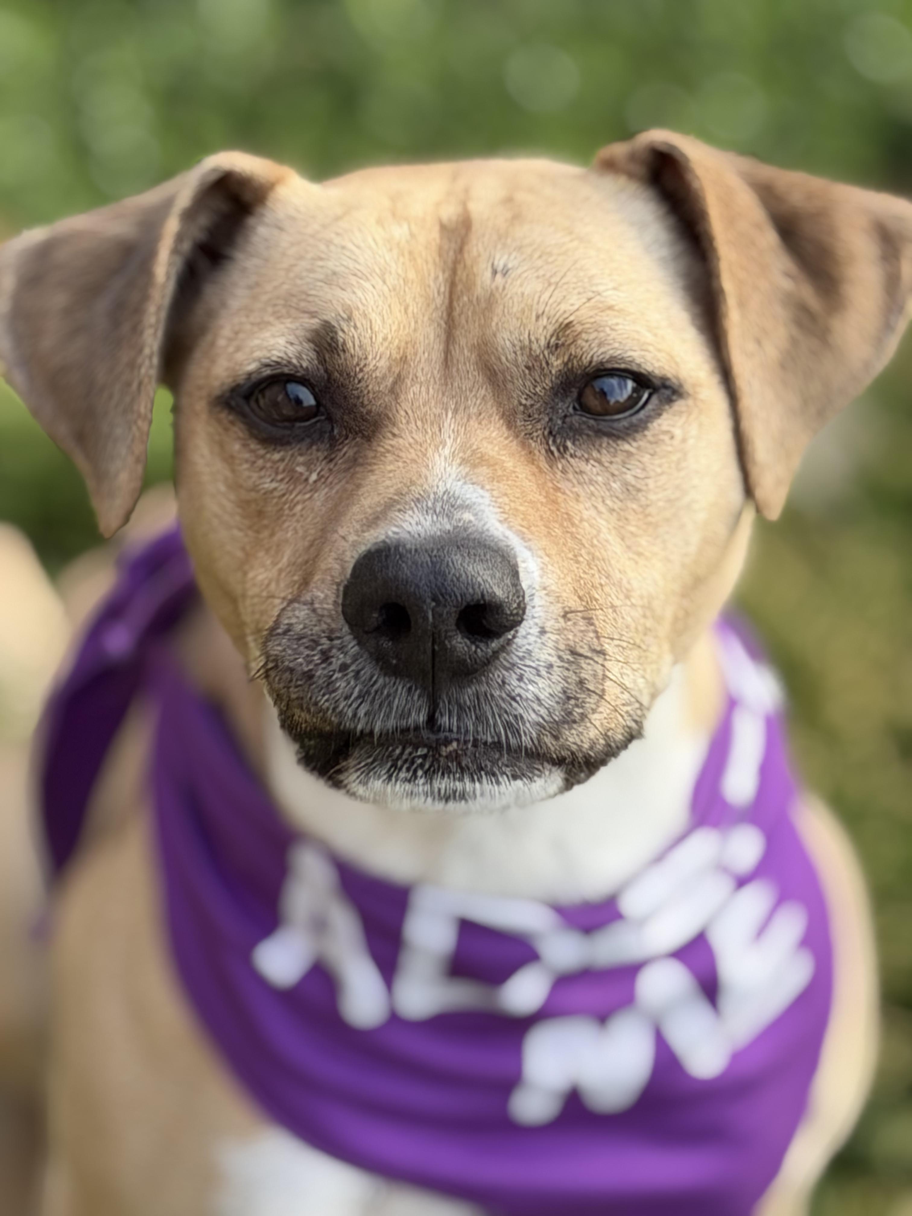 Jeb, a Adoptable mixed breed in Watertown, WI image 1/6