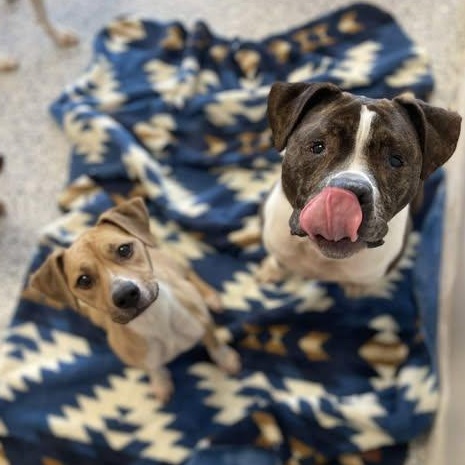 Enlarge Jeb, a Adoptable mixed breed in Watertown, WI image 5/6