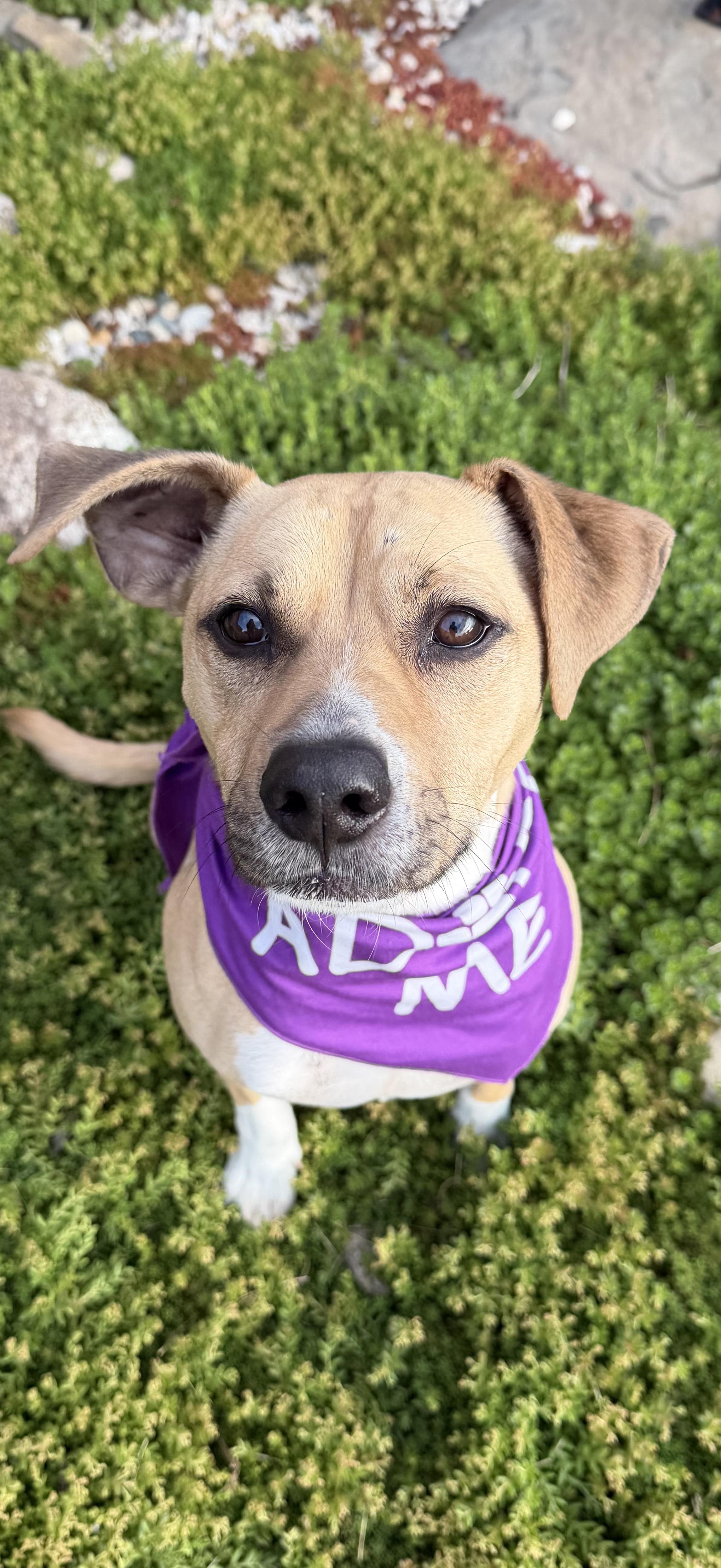 Jeb, a Adoptable mixed breed in Watertown, WI image 2/6