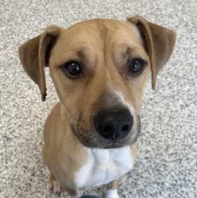 Enlarge Jeb, a Adoptable mixed breed in Watertown, WI image 2/6