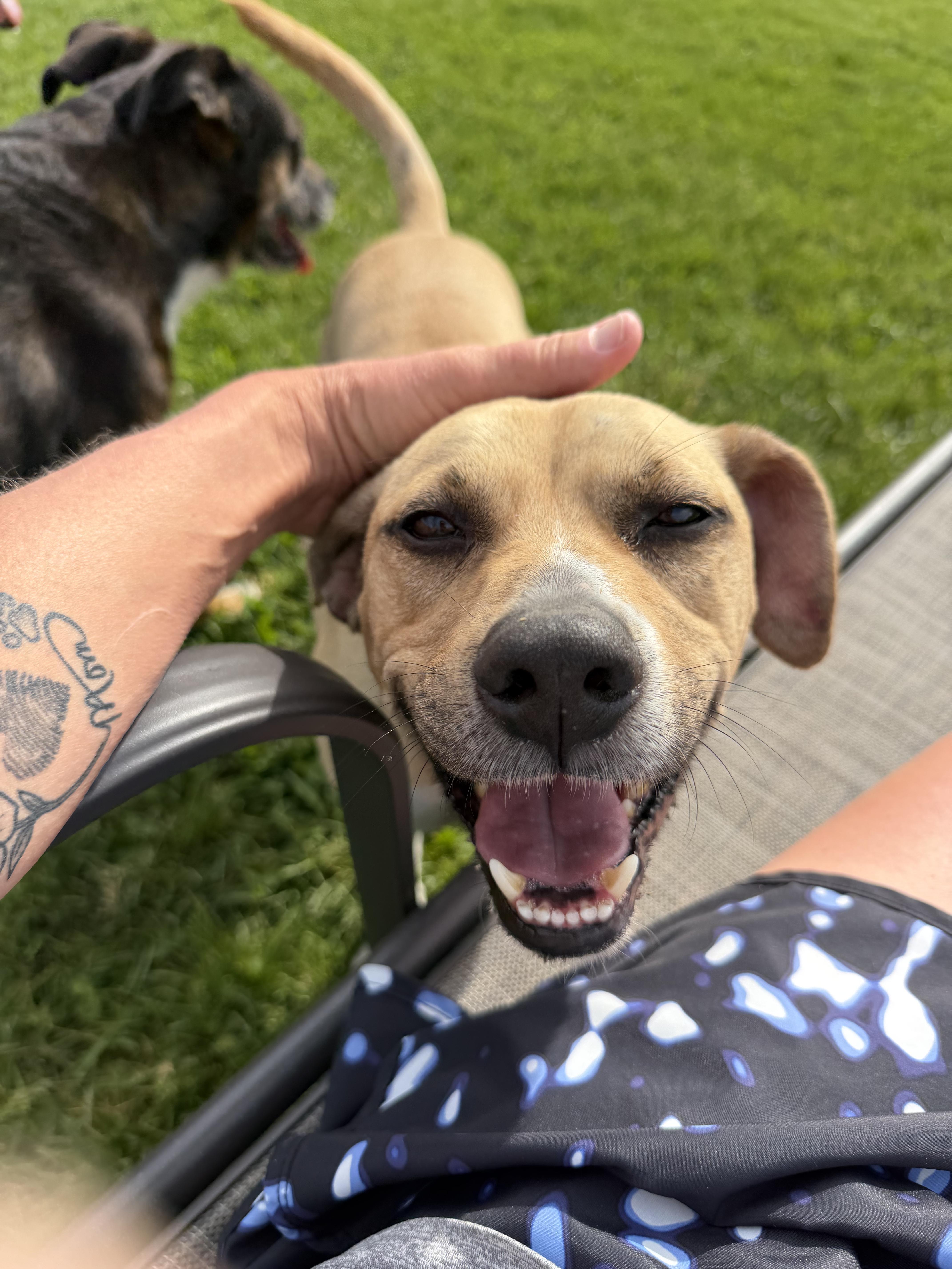 Jeb, a Adoptable mixed breed in Watertown, WI image 6/6