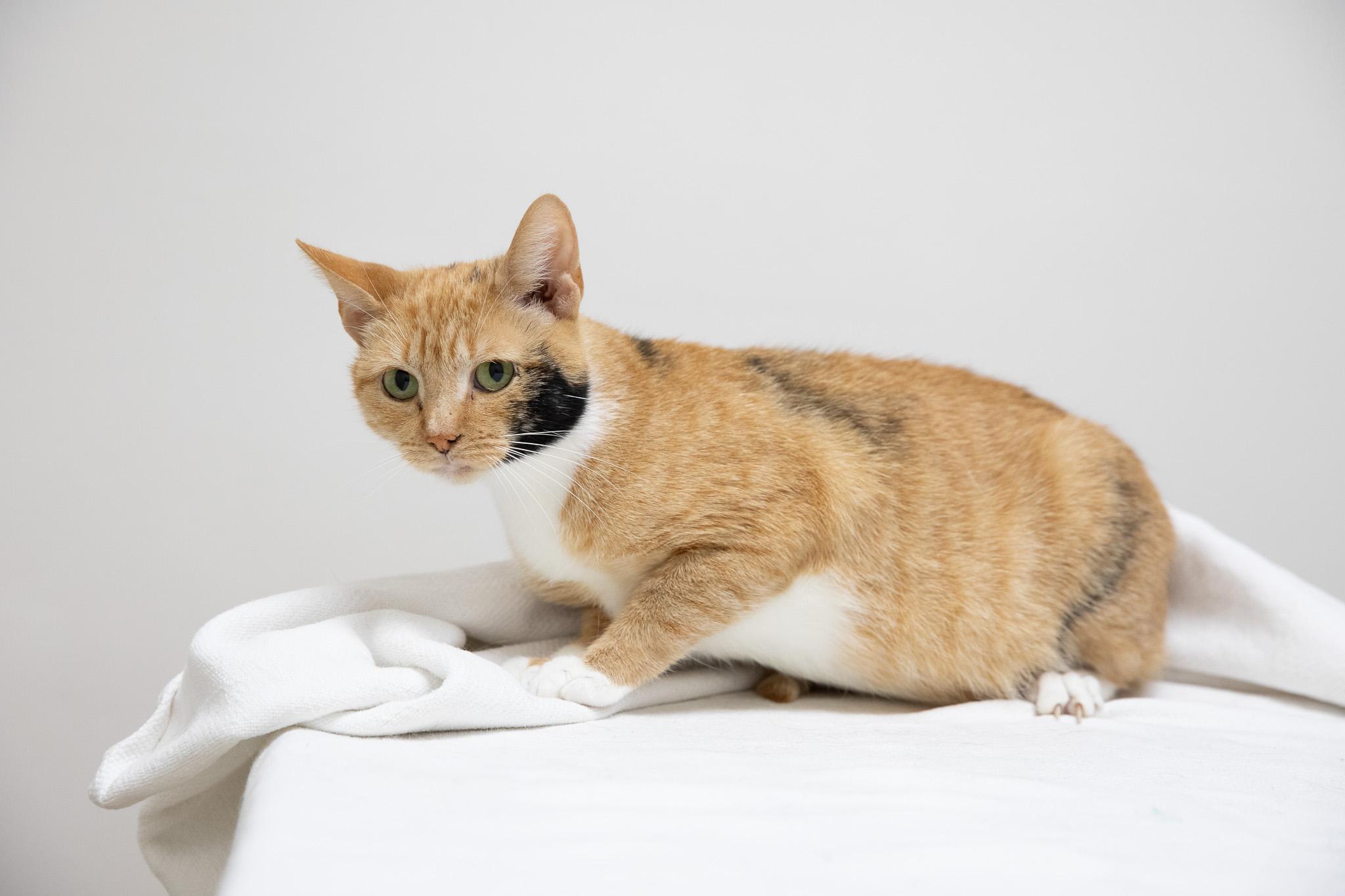 Enlarge Cinnamon, a ADOPTABLE Domestic Short Hair in Montclair, NJ image 6/6