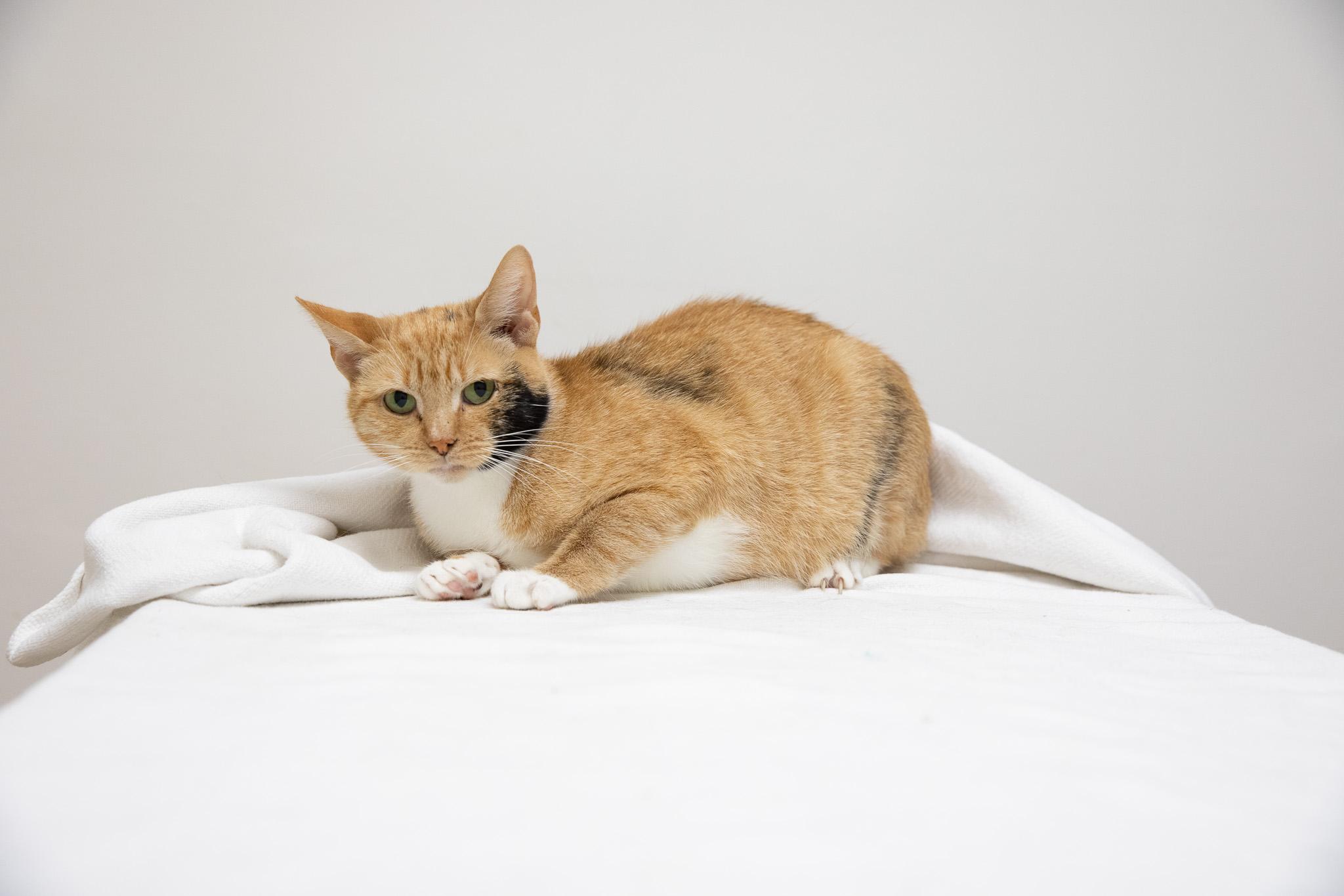 Enlarge Cinnamon, a ADOPTABLE Domestic Short Hair in Montclair, NJ image 4/6