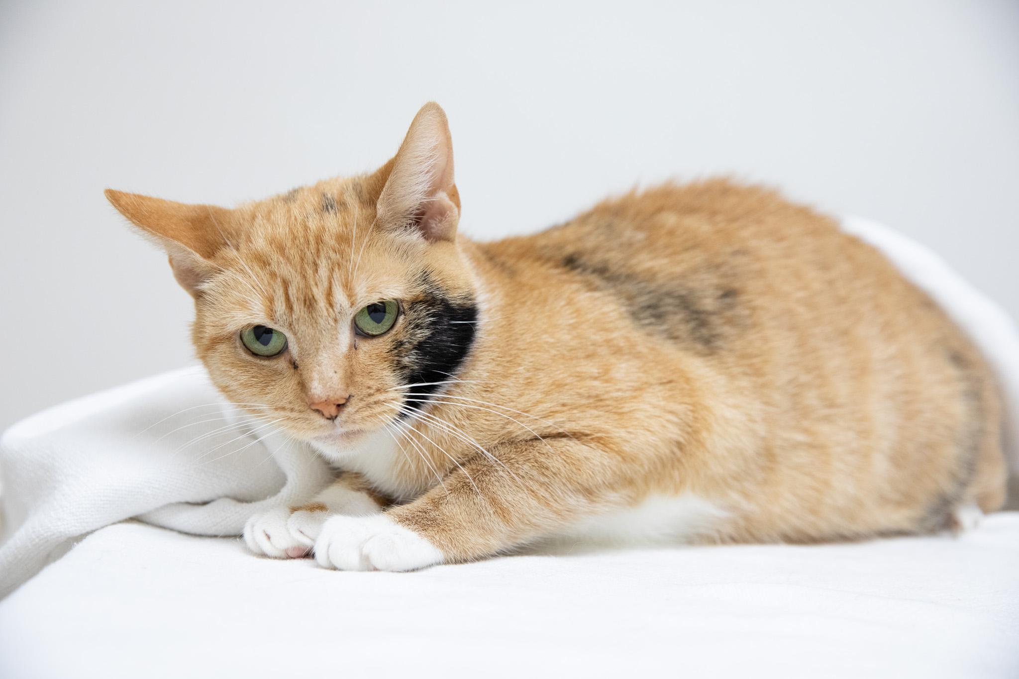 Enlarge Cinnamon, a ADOPTABLE Domestic Short Hair in Montclair, NJ image 2/6