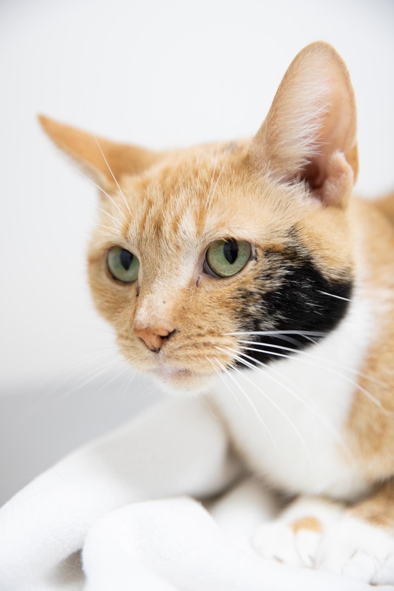 Cinnamon, ADOPTABLE, Adult Female Domestic Short Hair.