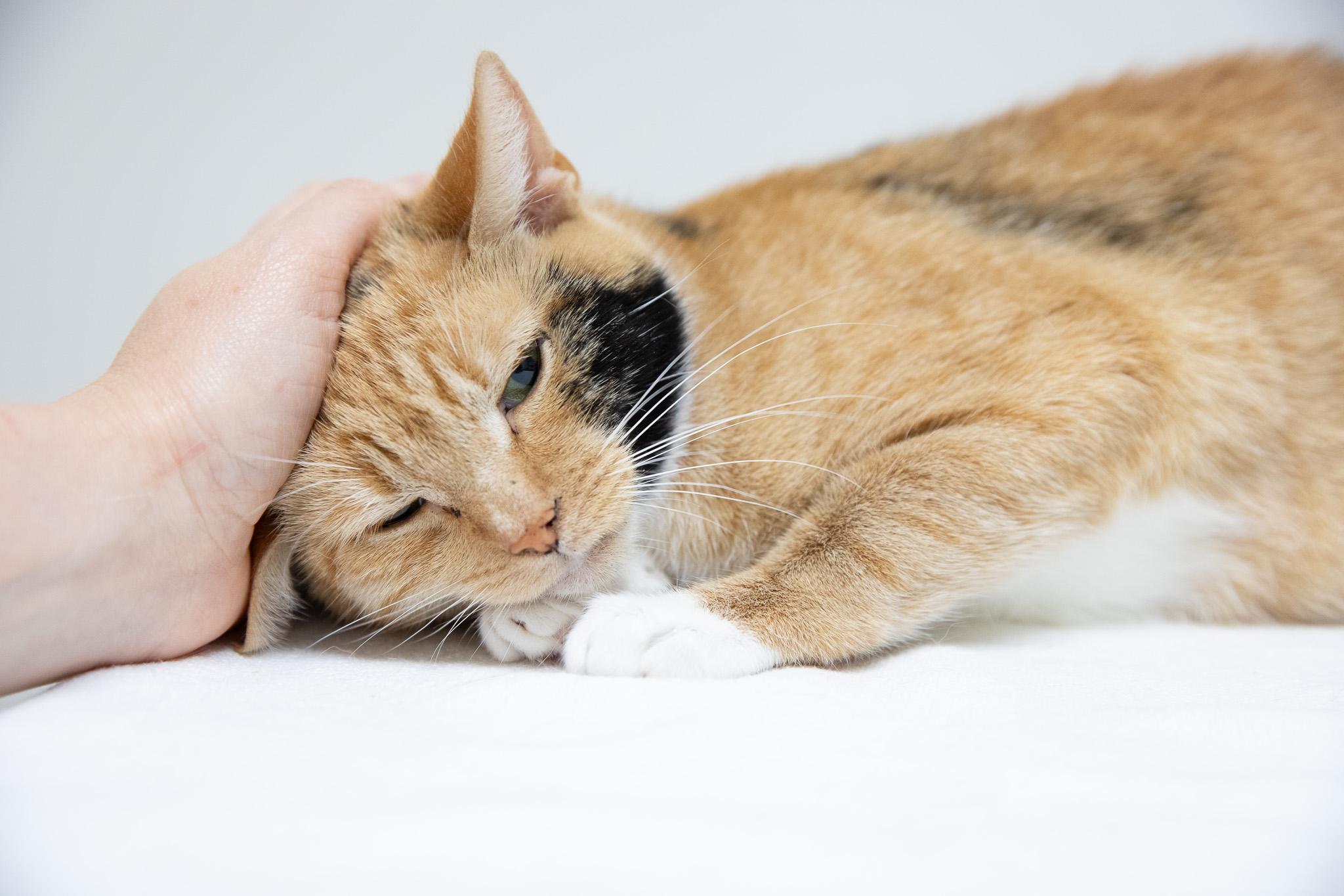 Enlarge Cinnamon, a ADOPTABLE Domestic Short Hair in Montclair, NJ image 5/6